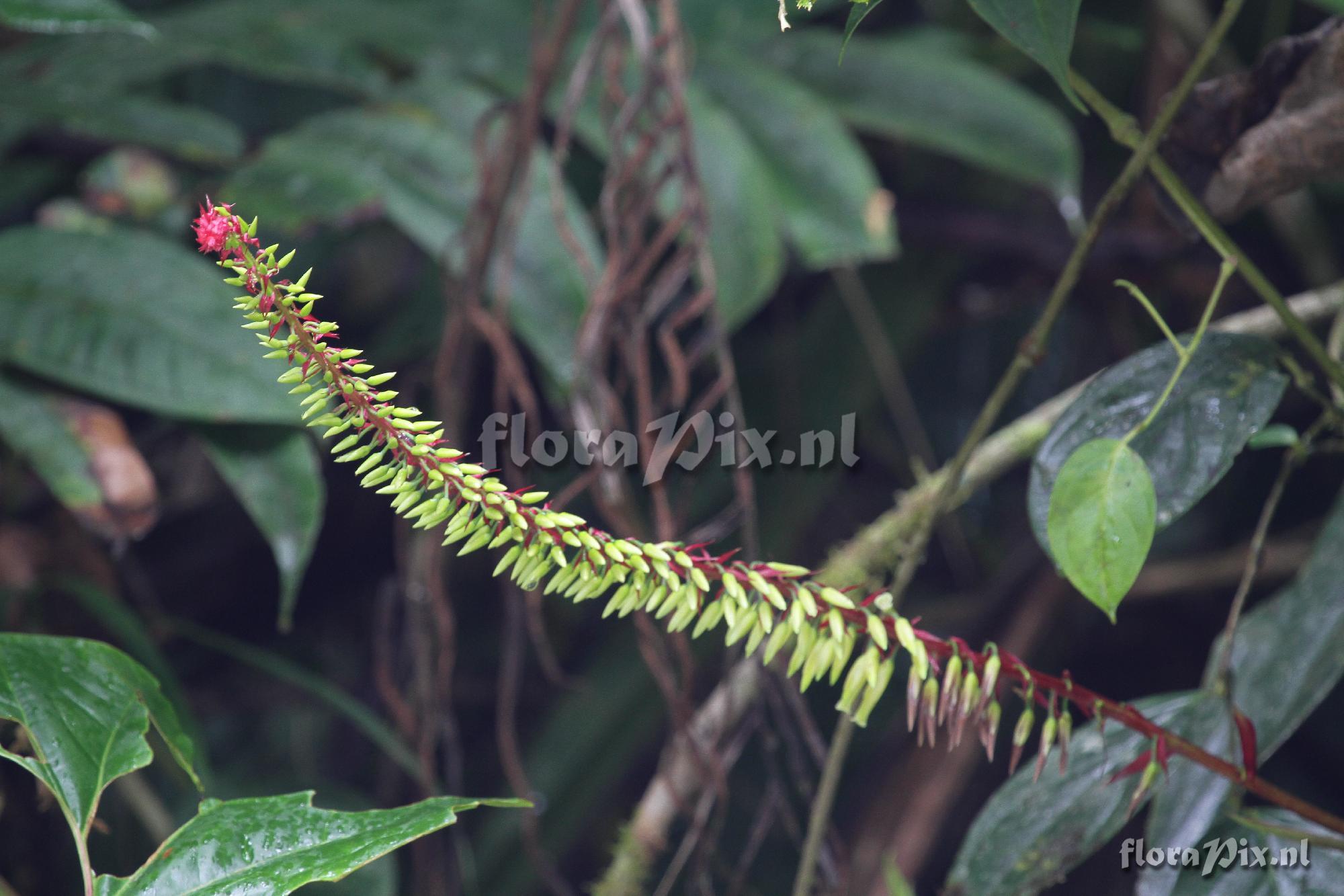 Pitcairnia multiflora