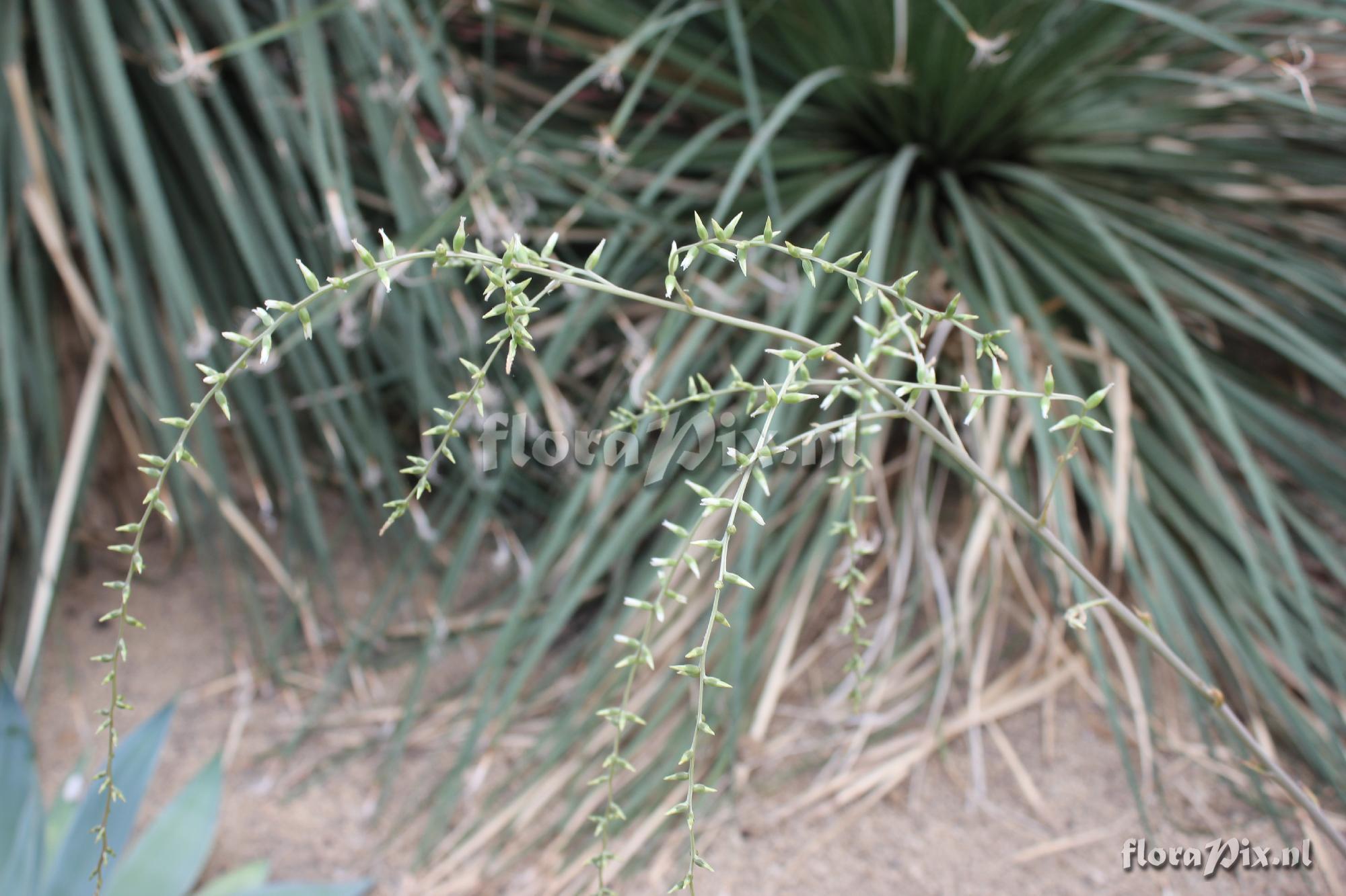 Dyckia ??