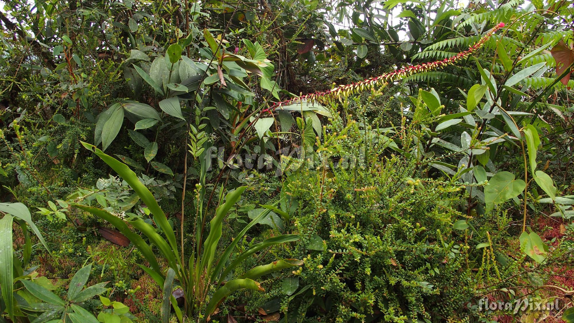 Pitcairnia bicolor