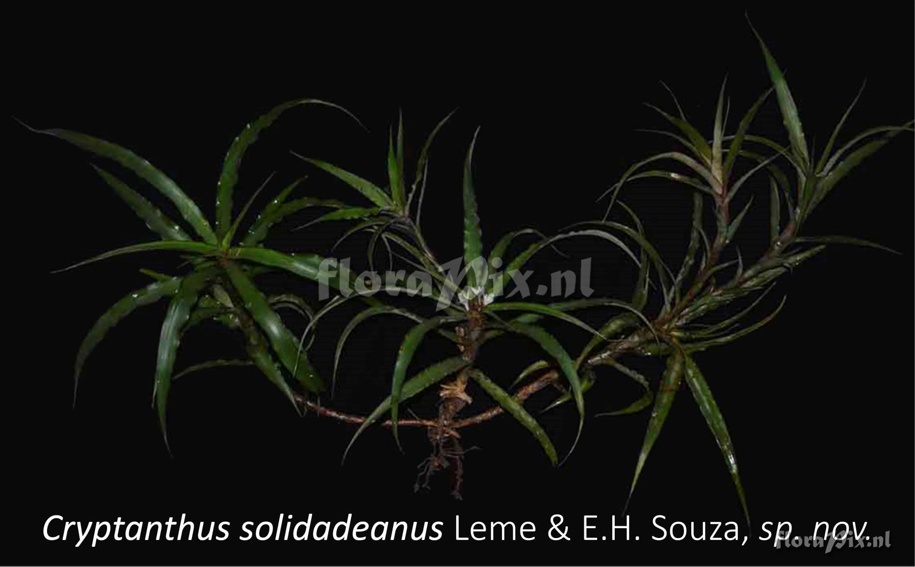 Cryptanthus solidadeanus