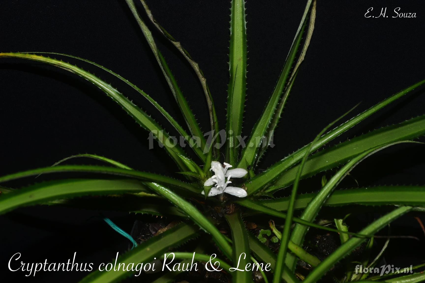 Cryptanthus colnagoi