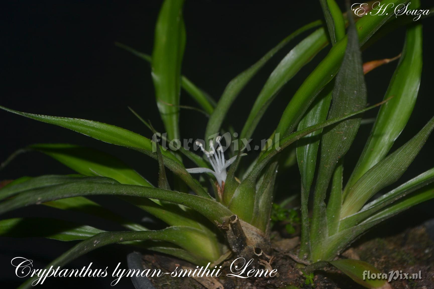 Cryptanthus lymansmithii