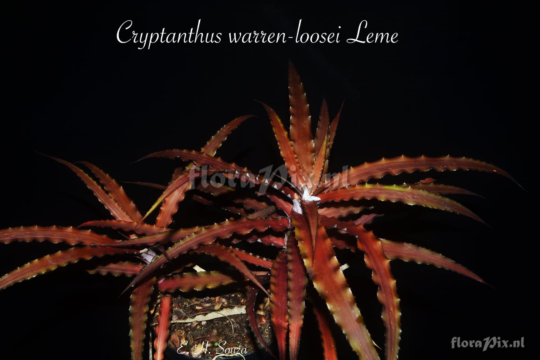 Cryptanthus warrenloosei