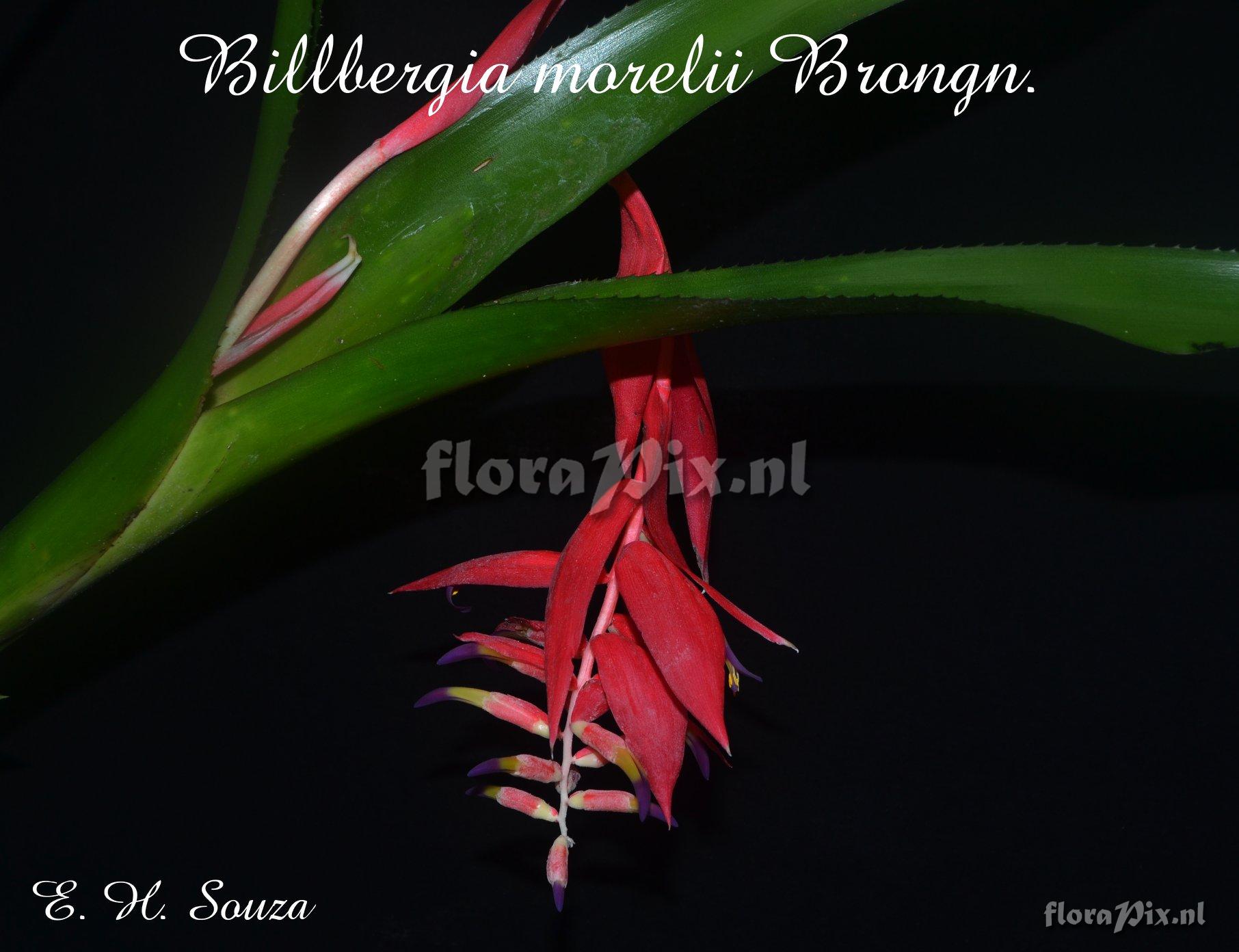 Billbergia morelii