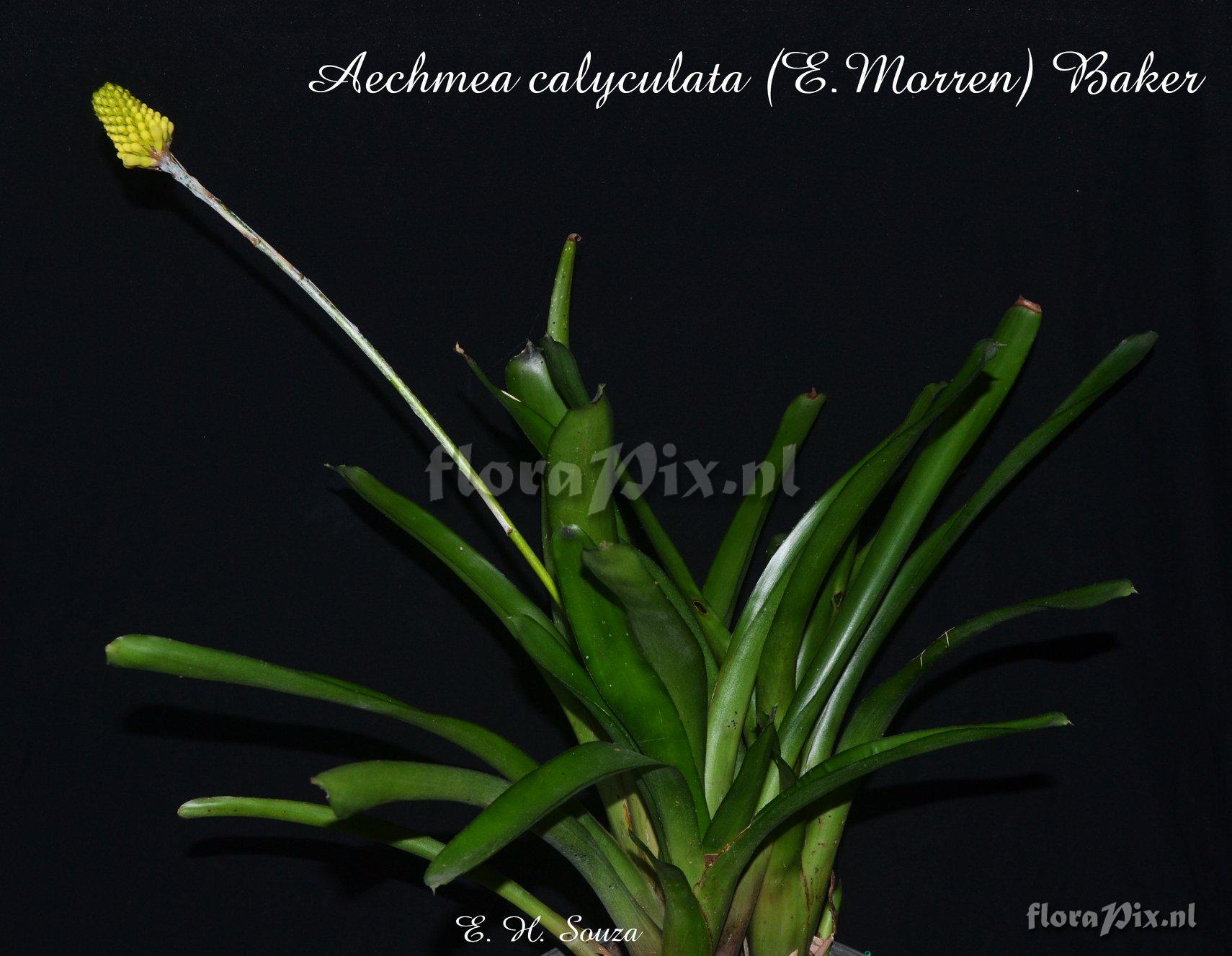 Aechmea calyculata