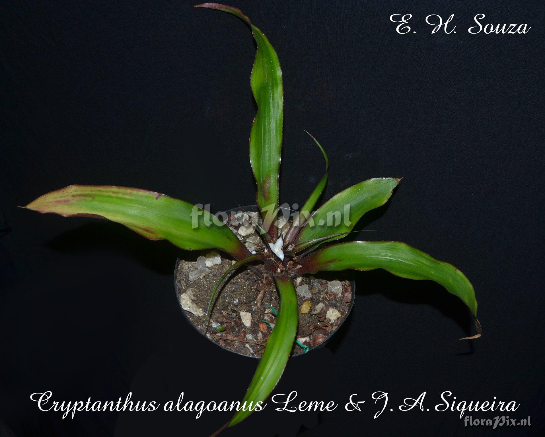 Cryptanthus alagoanus