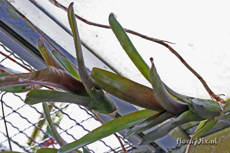 Neoregelia hoehneana