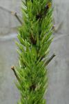 Puya densiflora