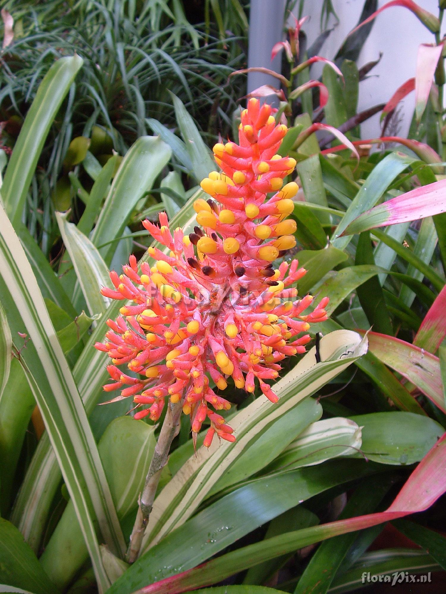 Aechmea caudata var. variegata