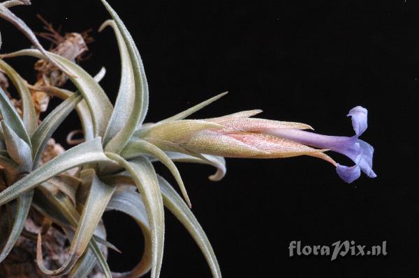 Tillandsia gerdae