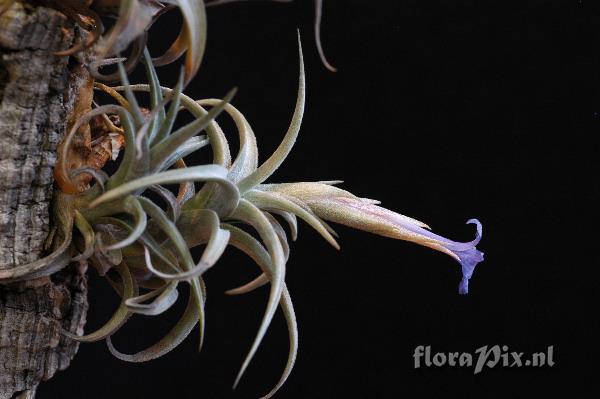 Tillandsia gerdae