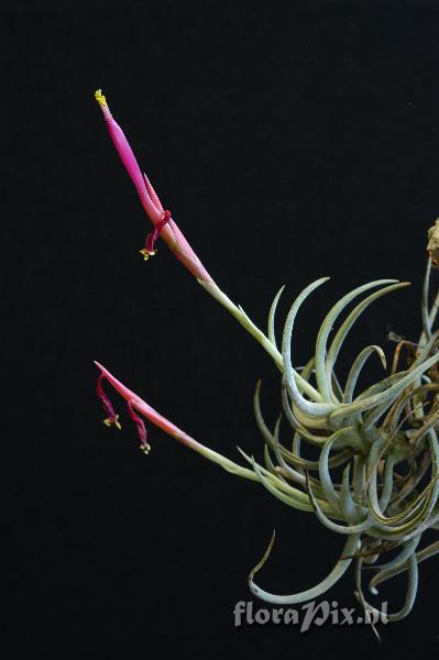 Tillandsia glabrior