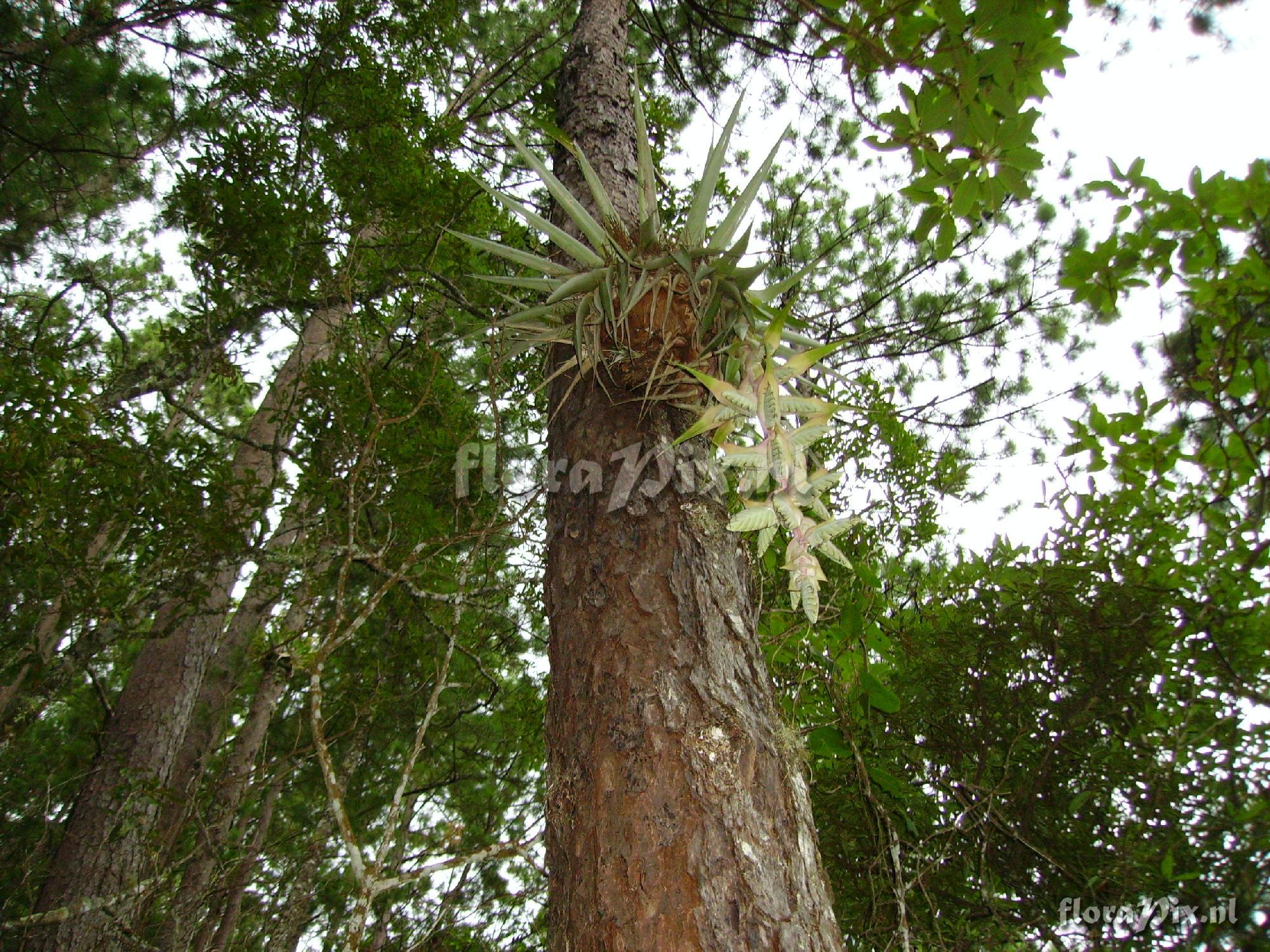 Tillandsia eizii