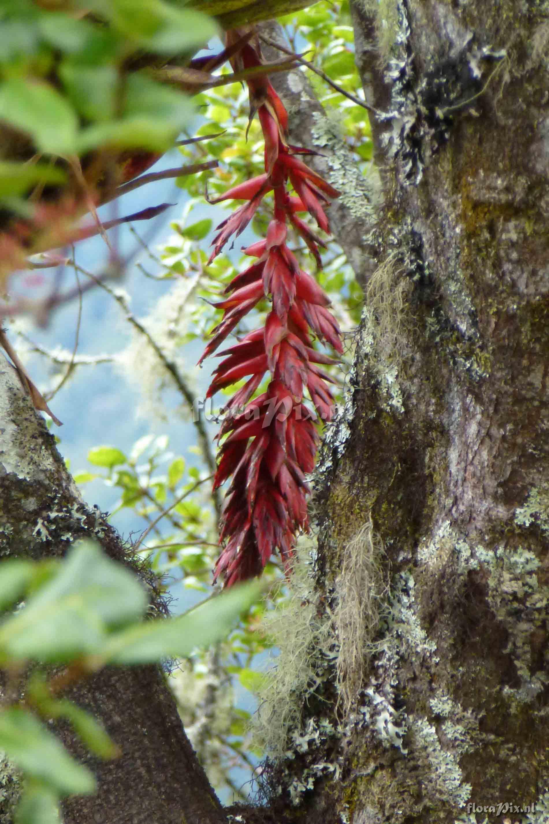 Tillandsia cf carrierei