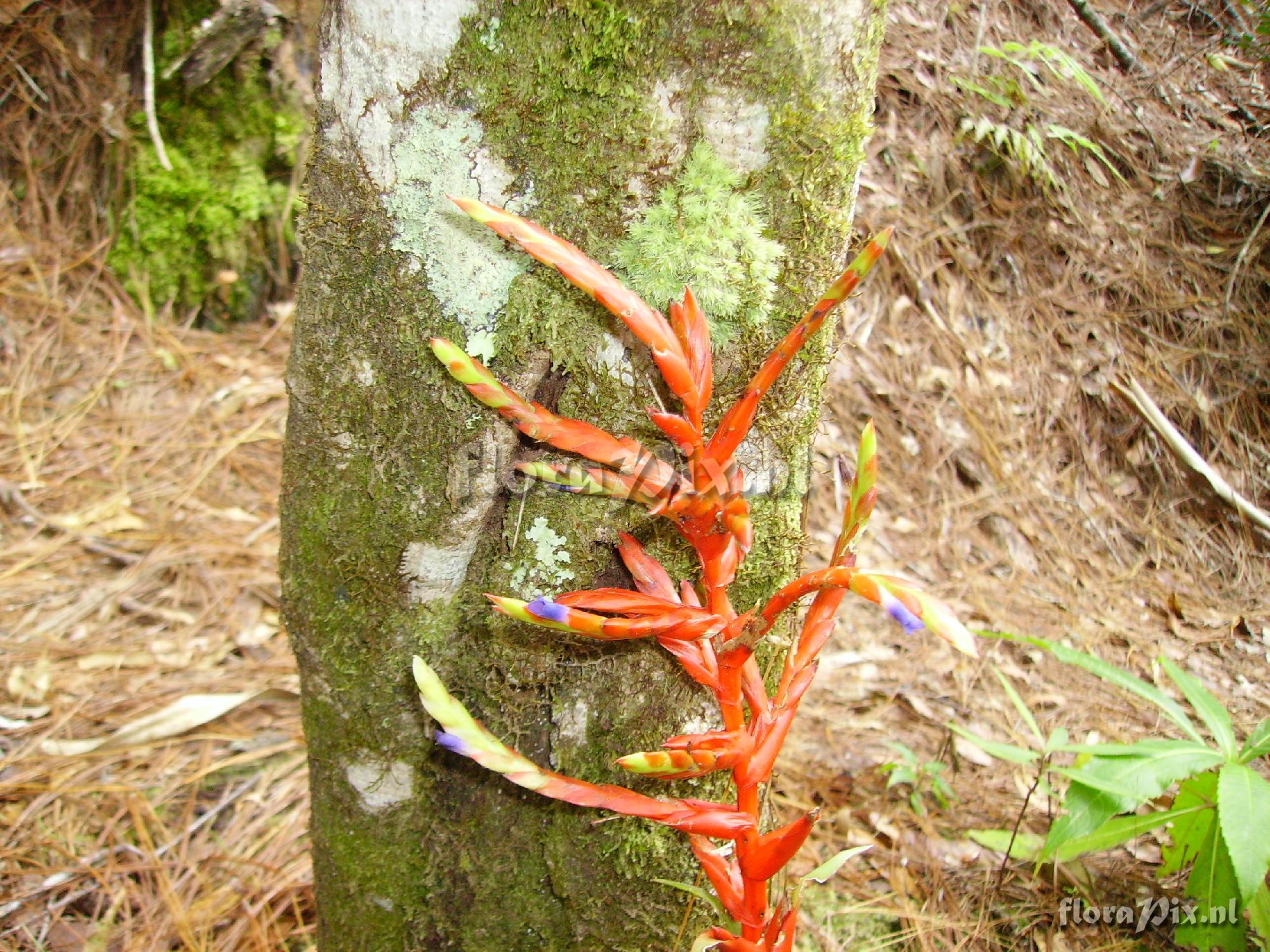 Tillandsia guatemalensis 