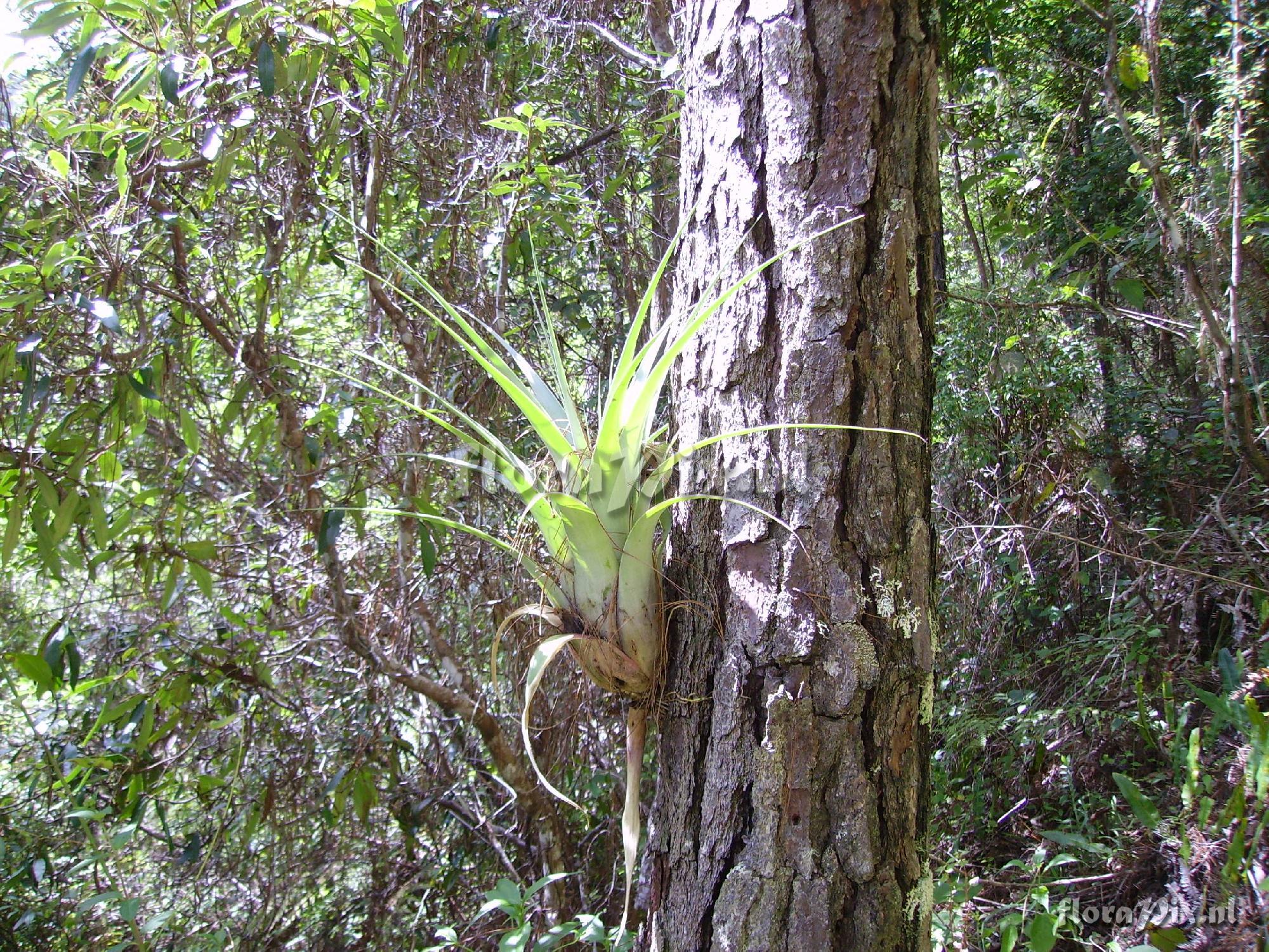 Tillandsia utriculata