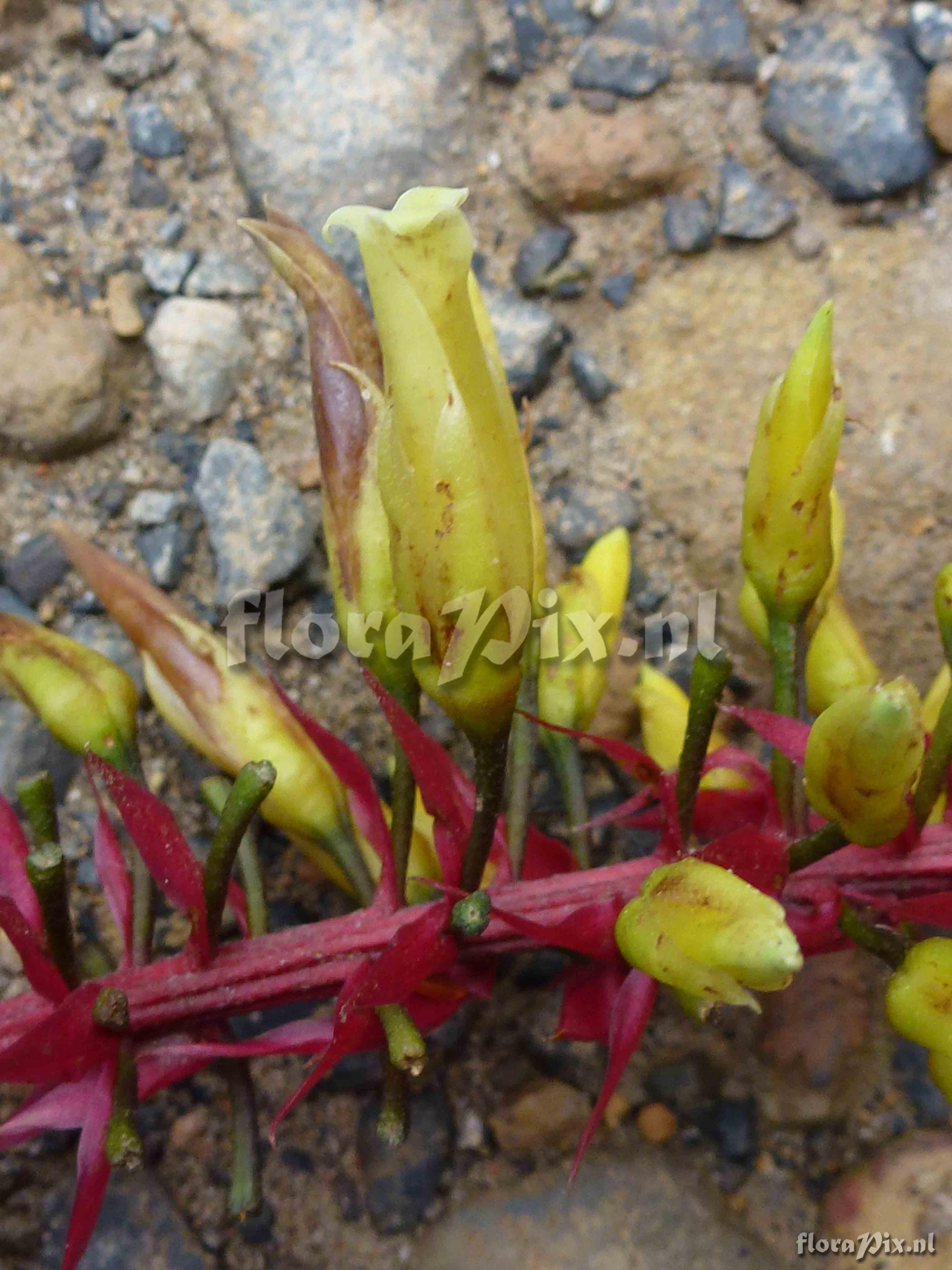 Pitcairnia bicolor