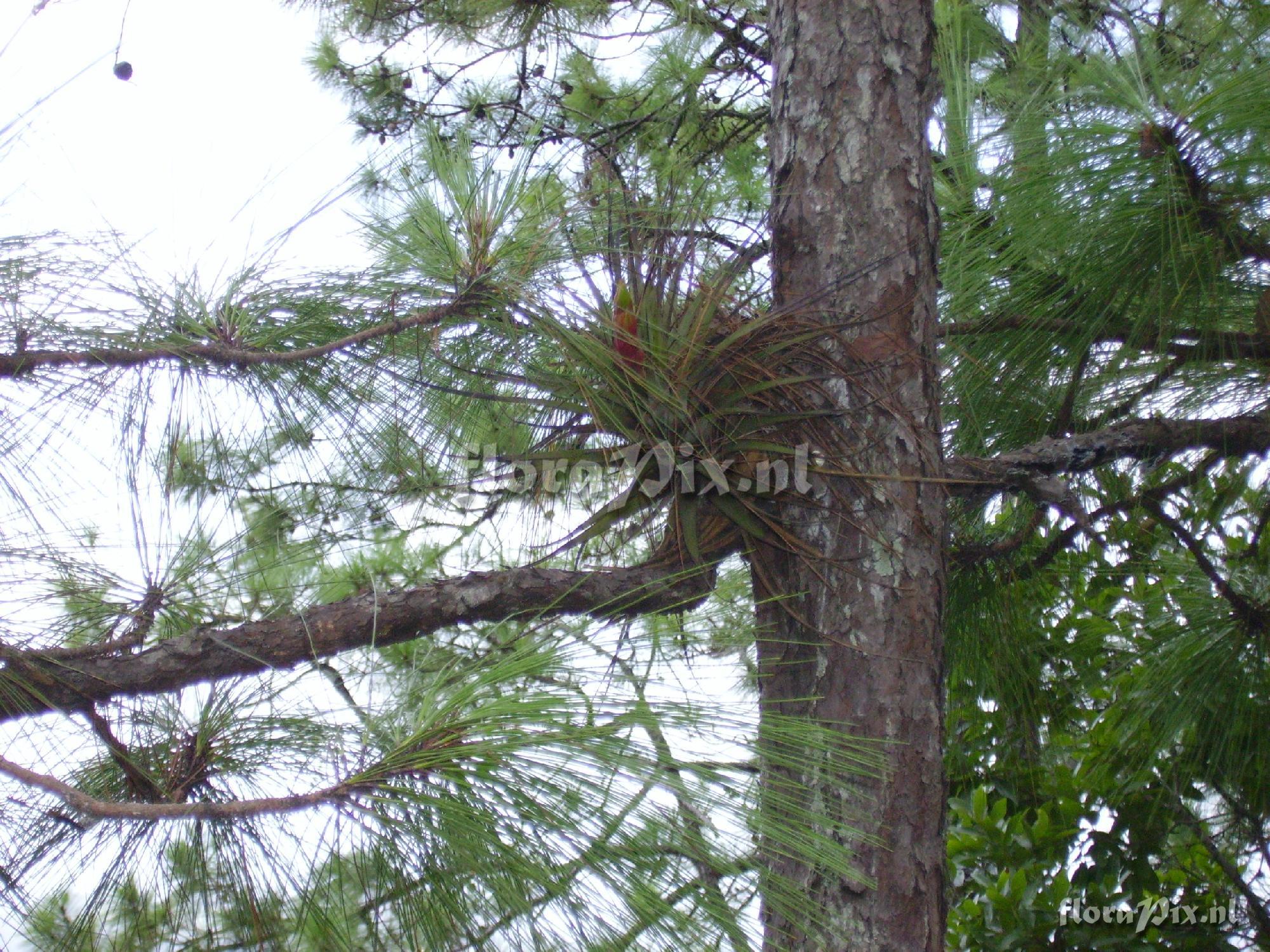 Tillandsia aff. zoquensis