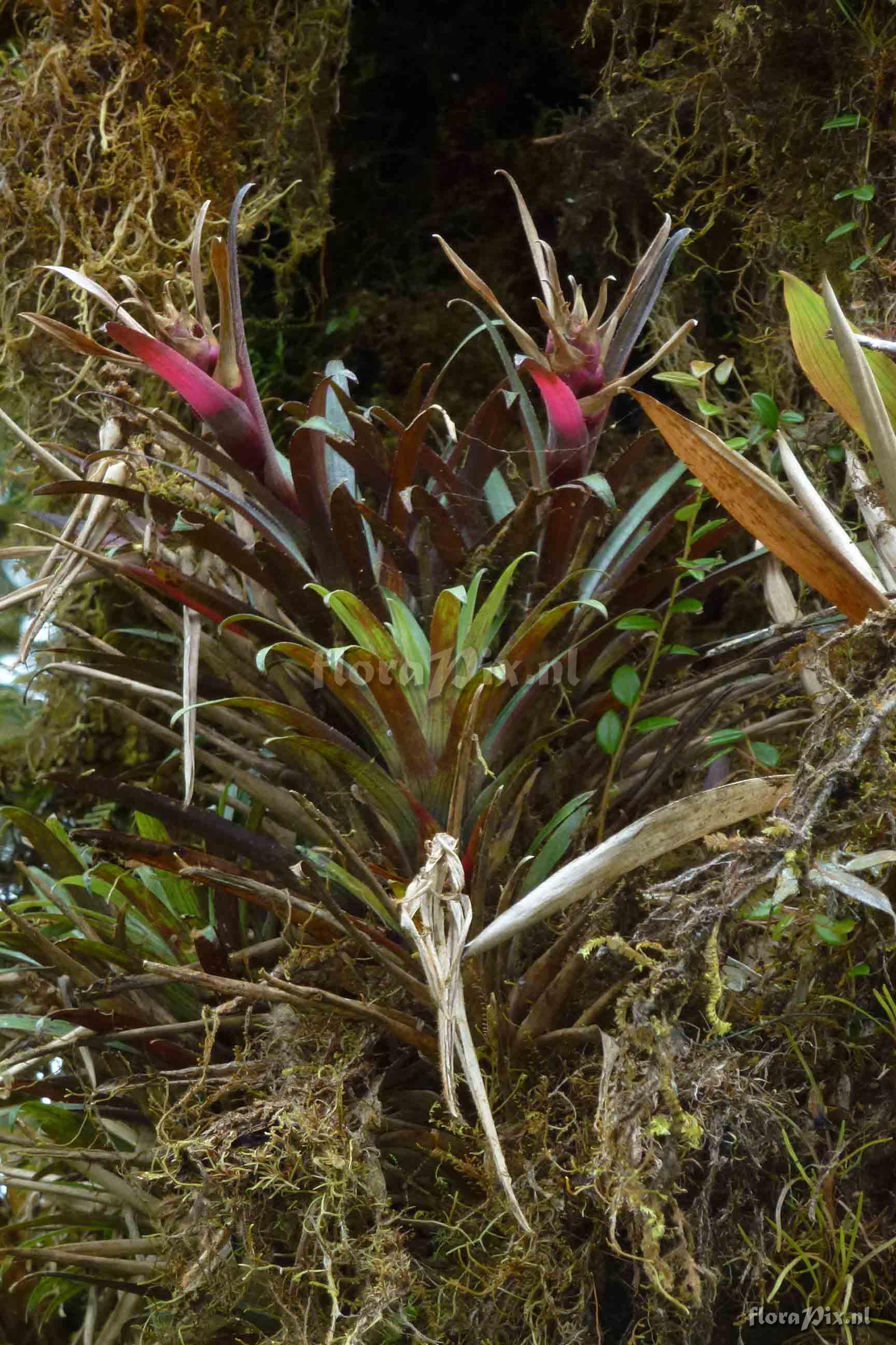 Guzmania  kraenzliniana