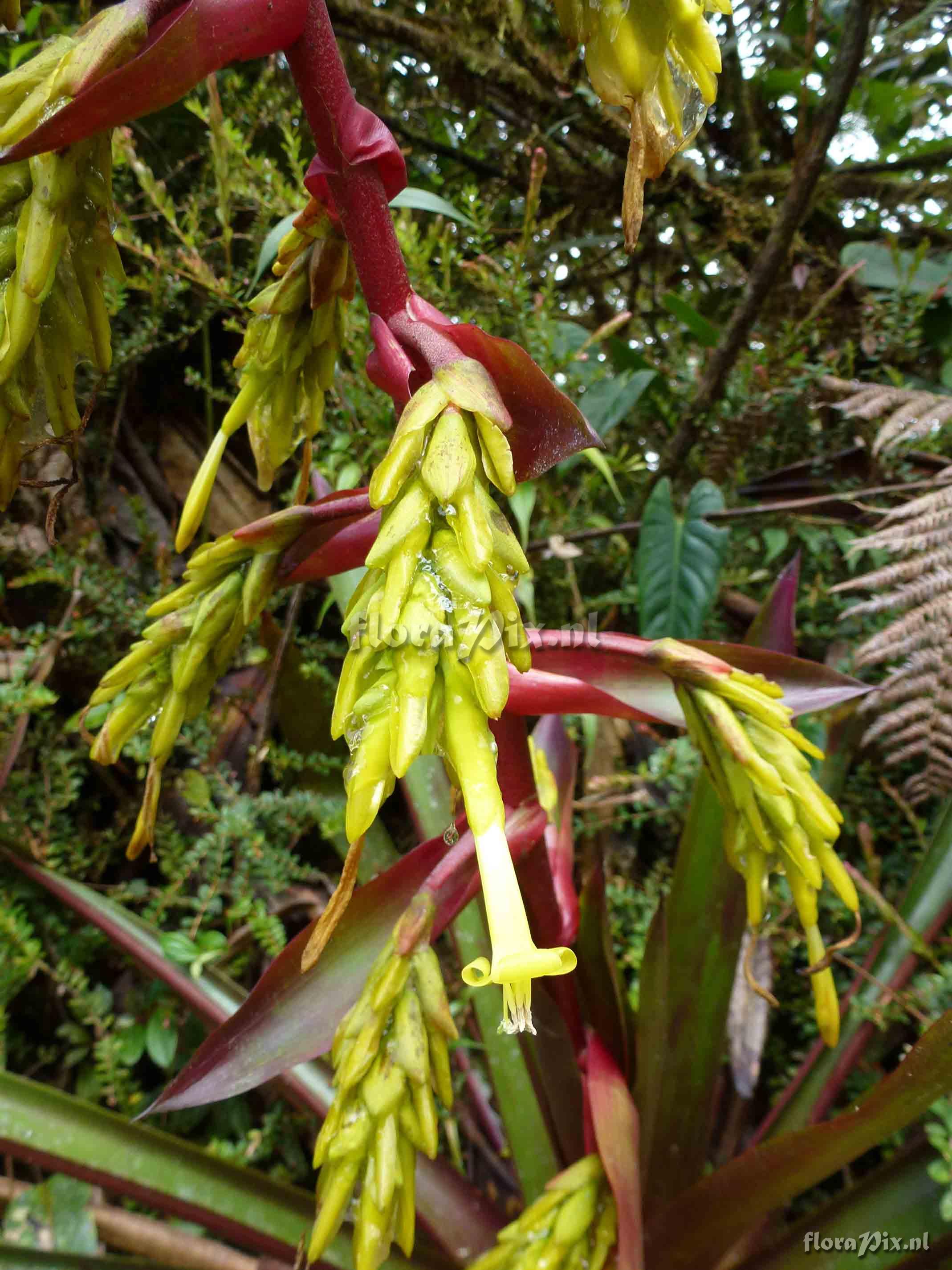 Guzmania sieffiana