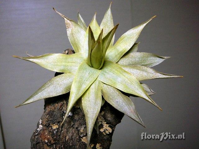 Tillandsia grazielae