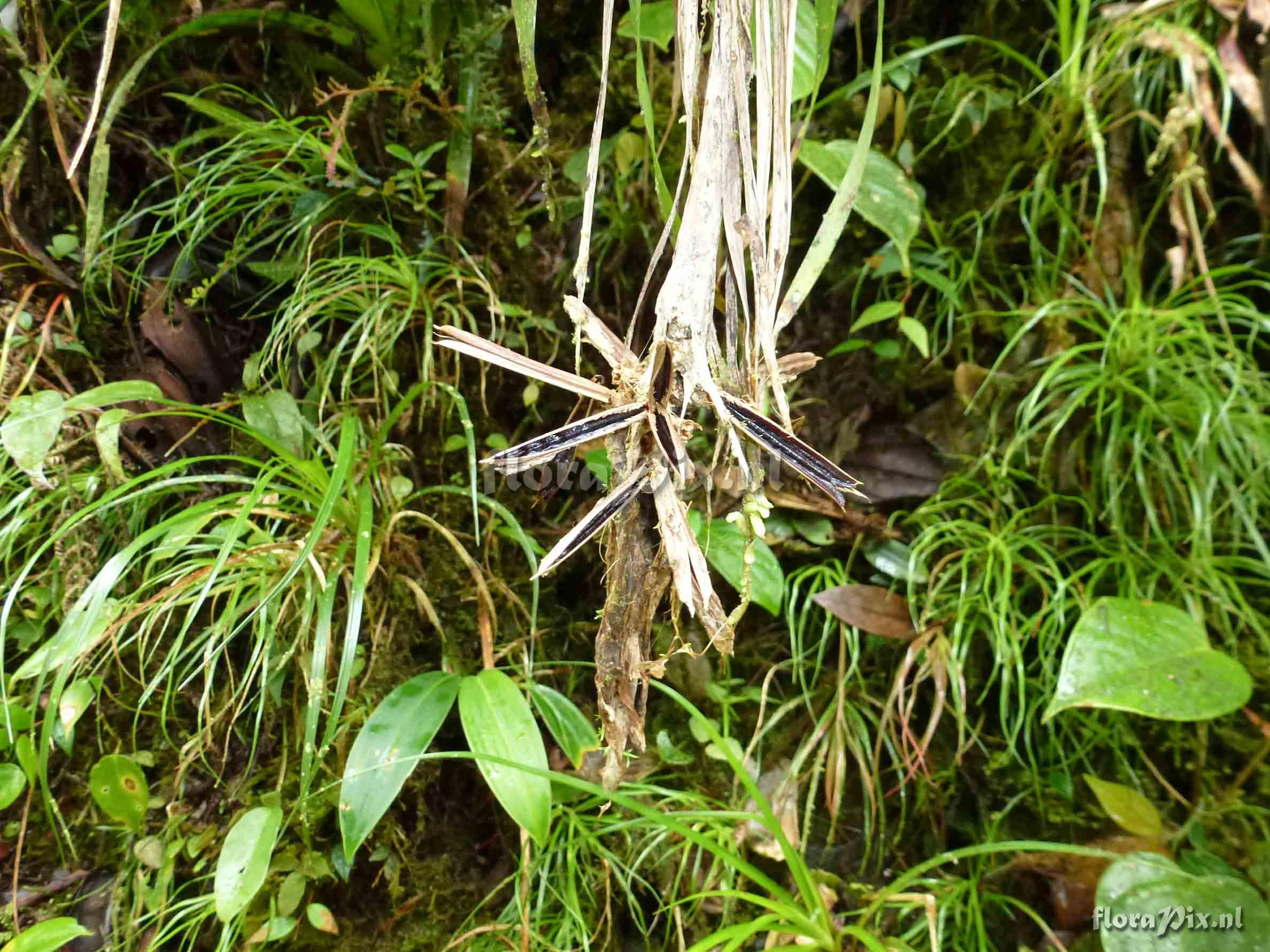 Guzmania caricifolia ?