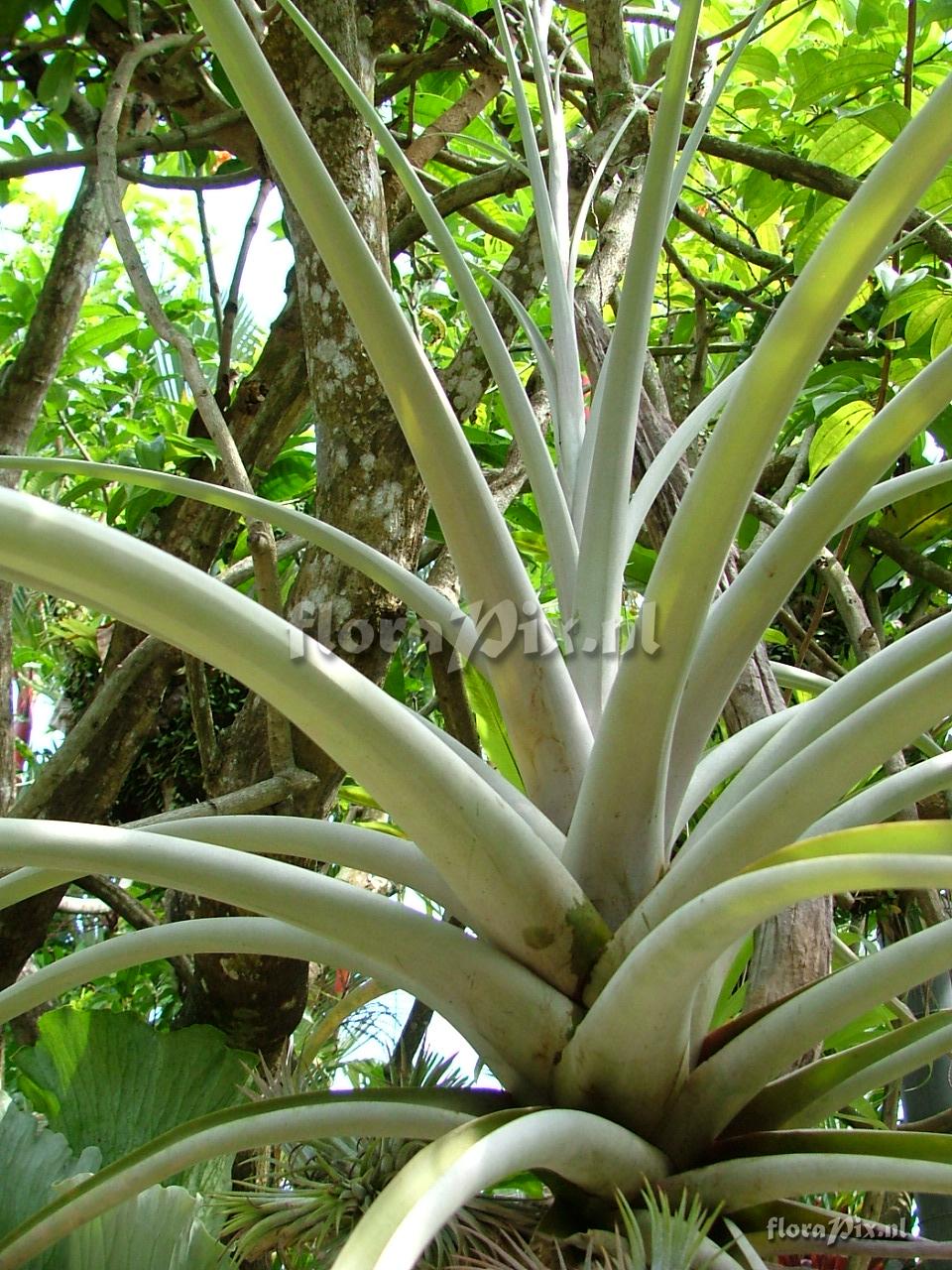 Tillandsia gunter nolleri