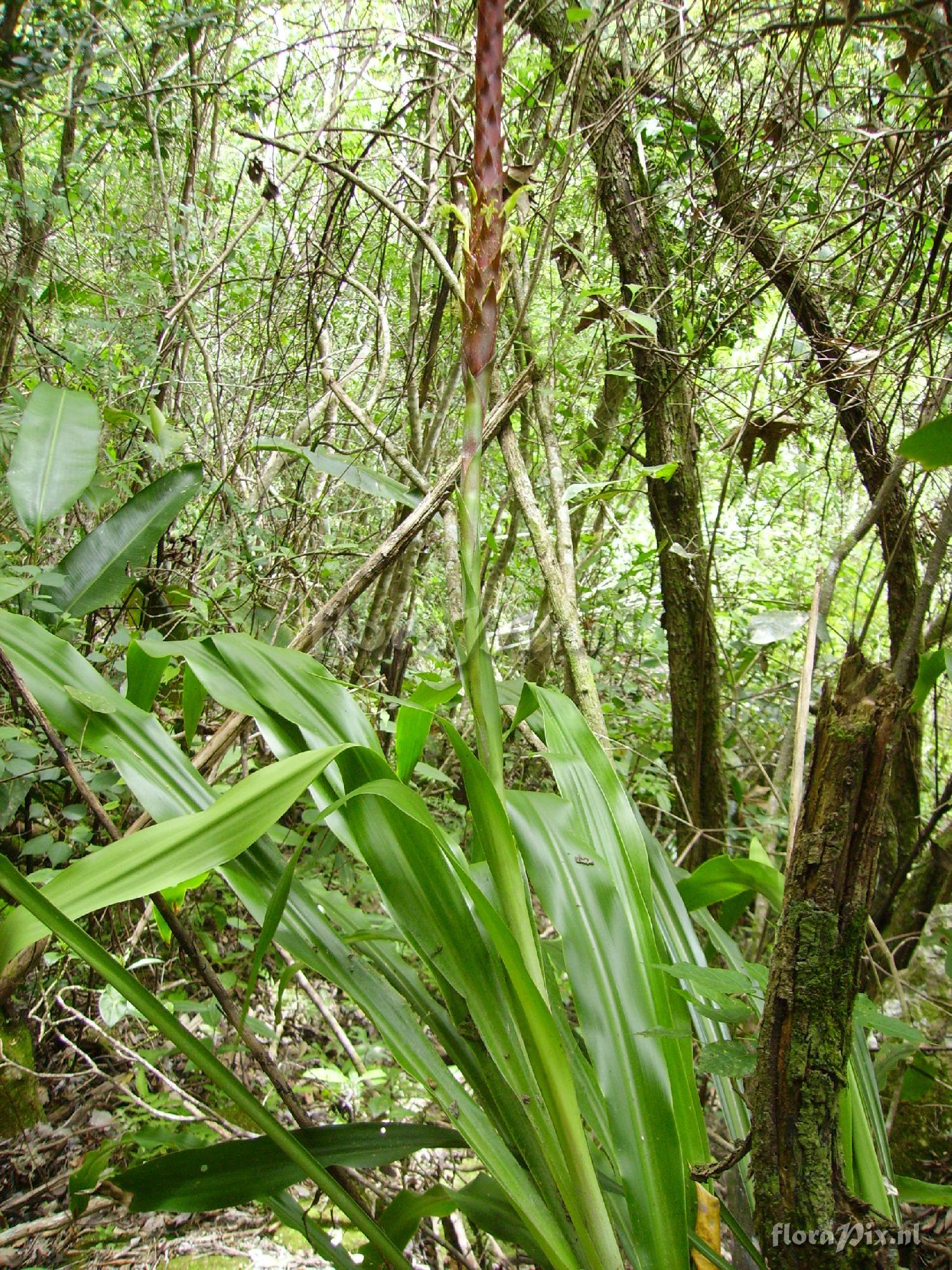 Pitcairnia imbricata ?