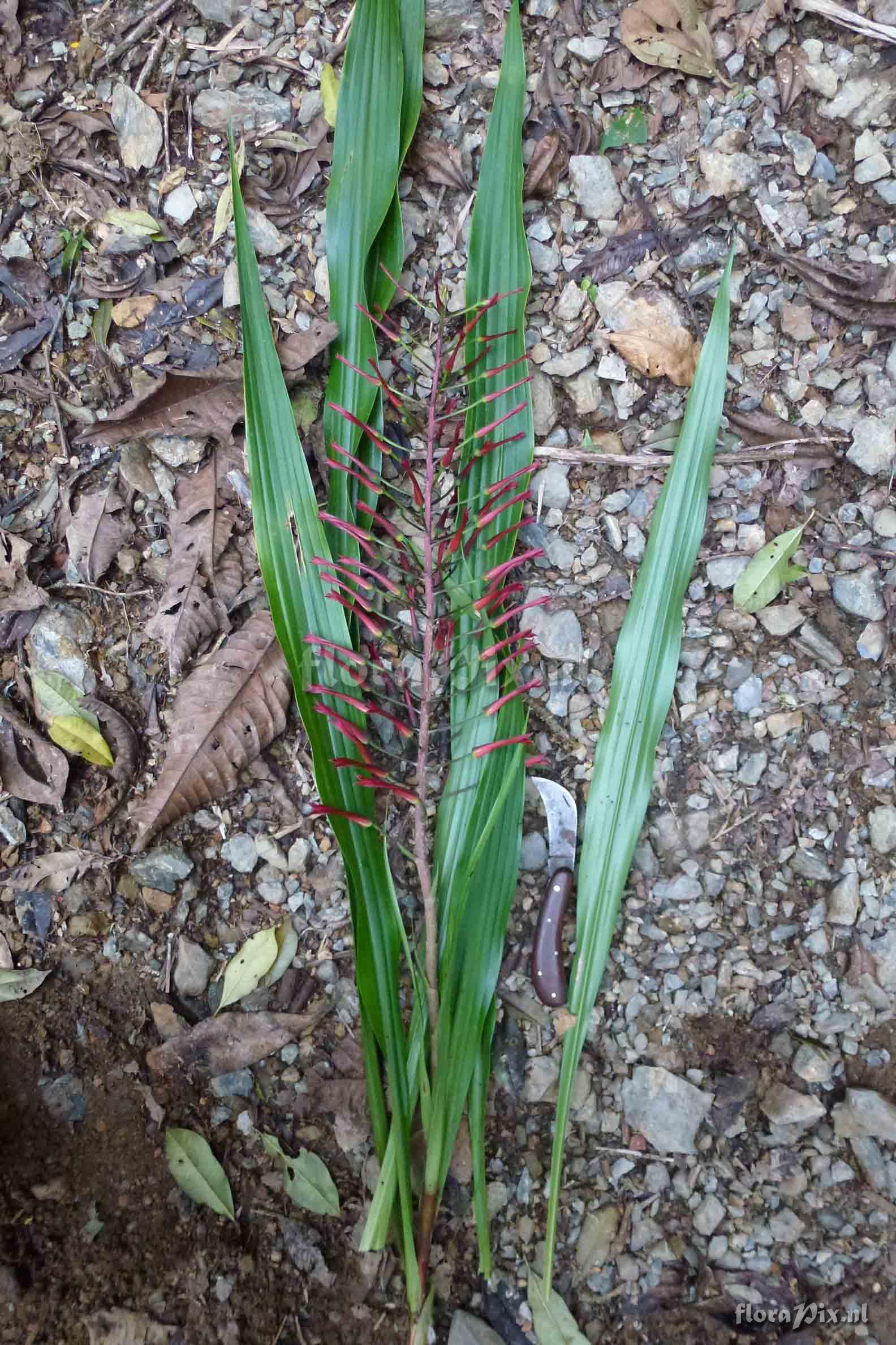 Pitcairnia sp