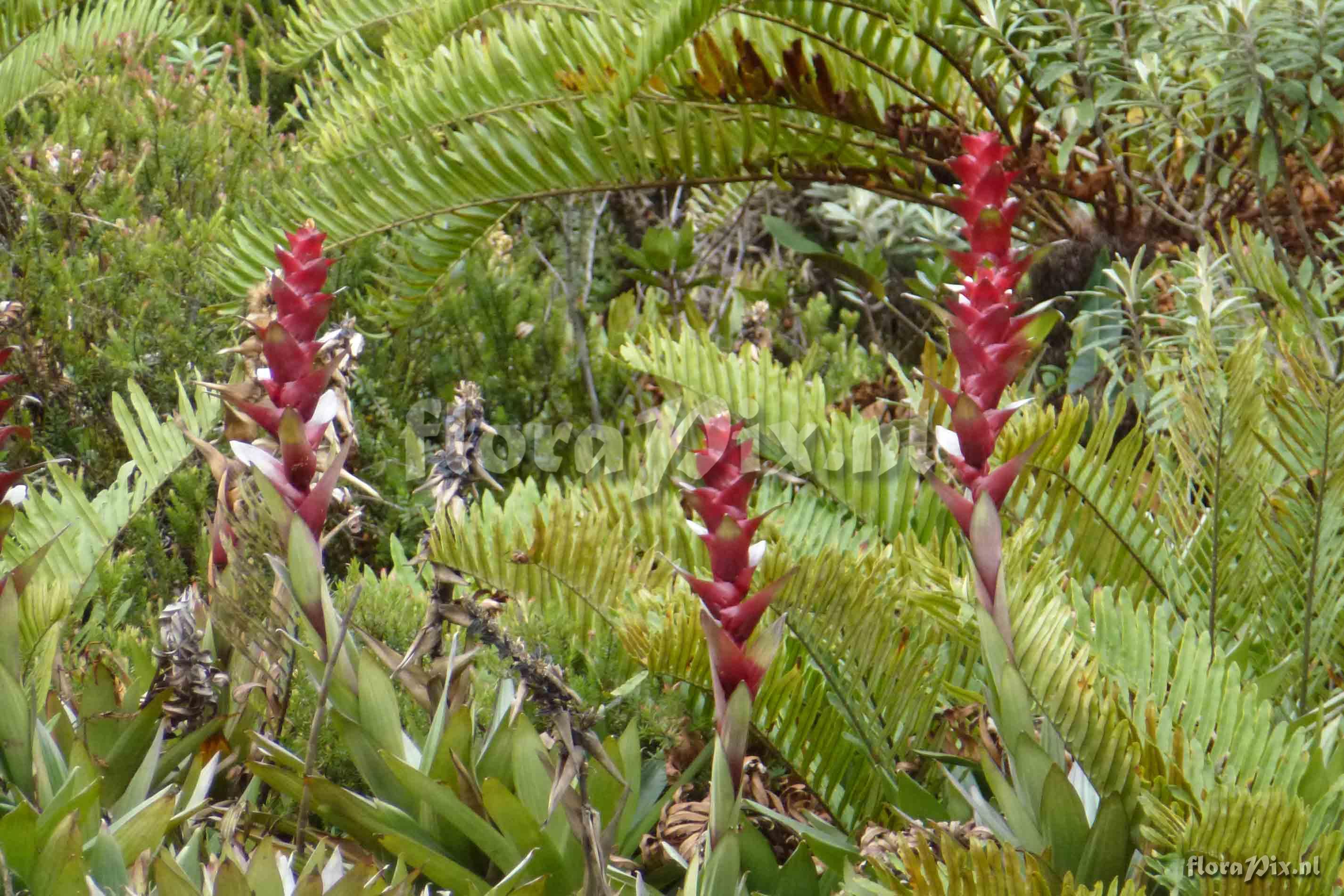 Guzmania lychnis