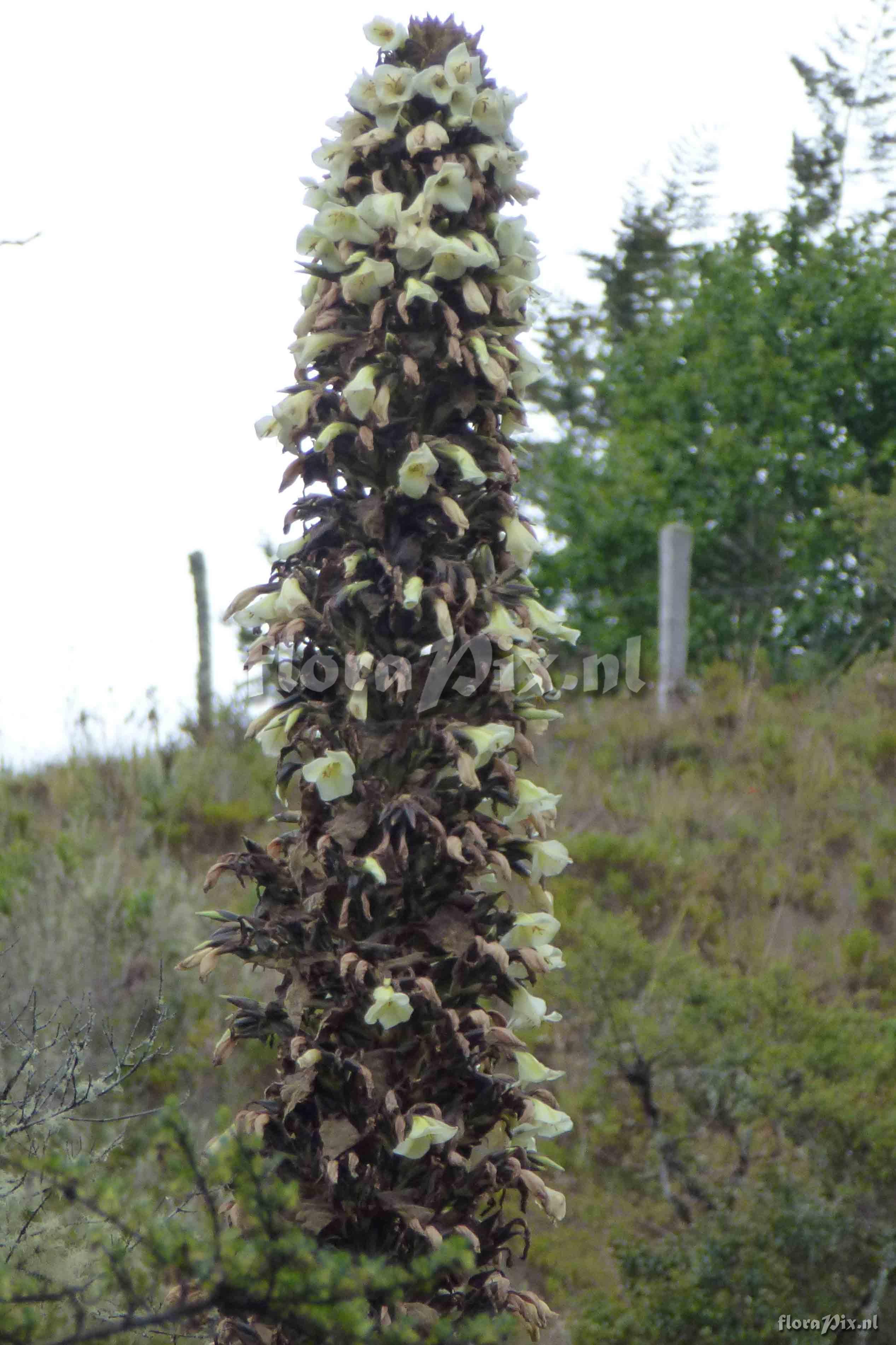 Puya sp. ?