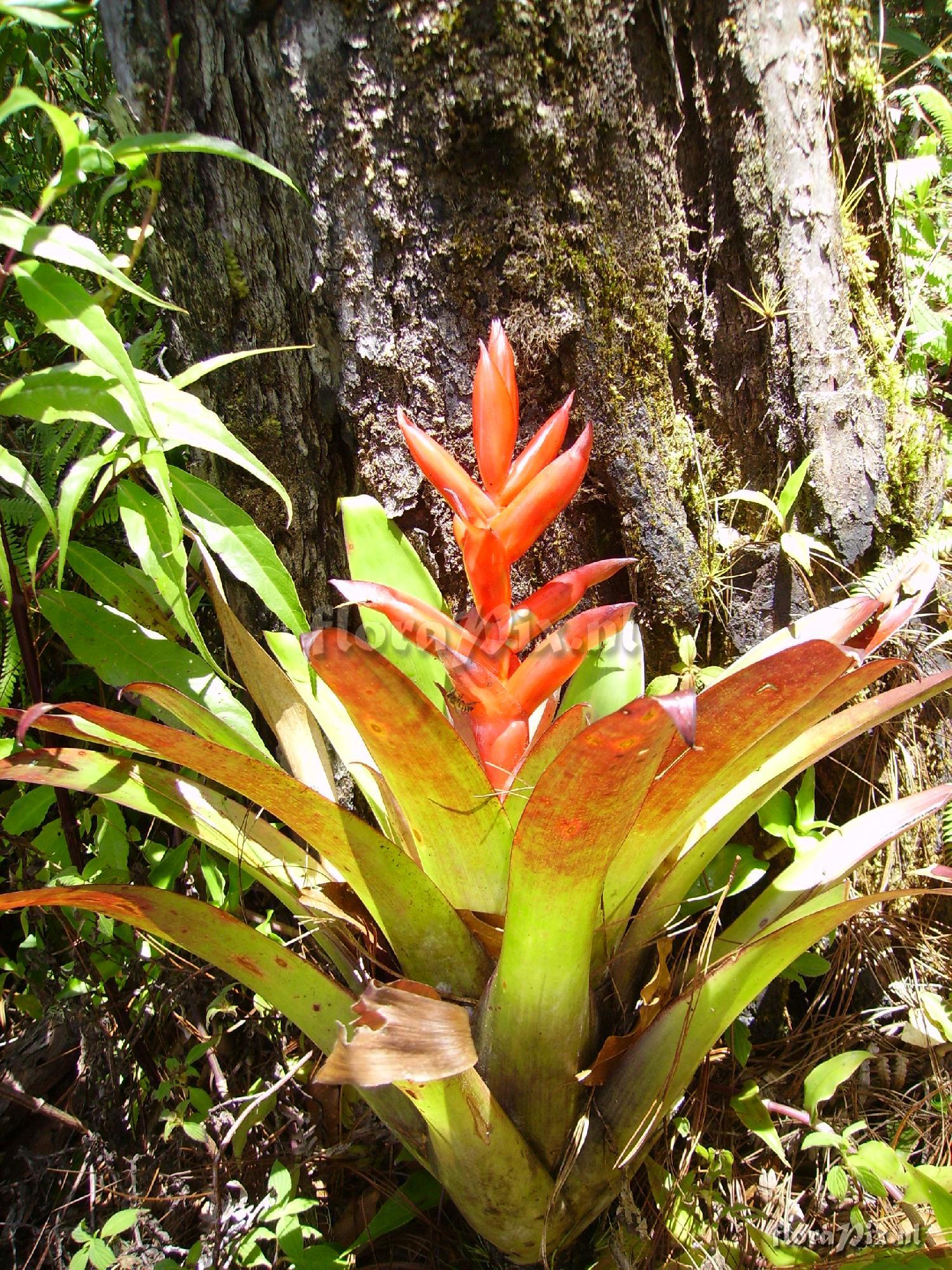 Tillandsia yunckeri