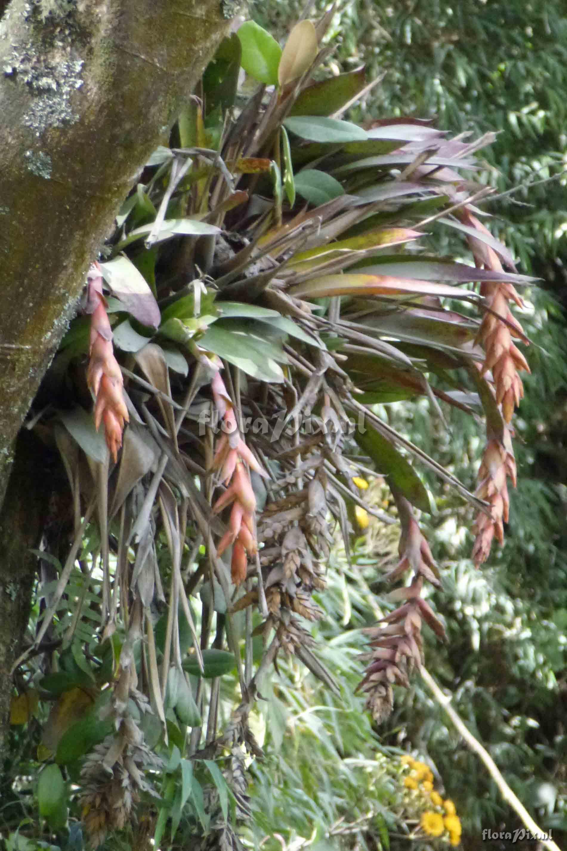 Tillandsia cf carrierei