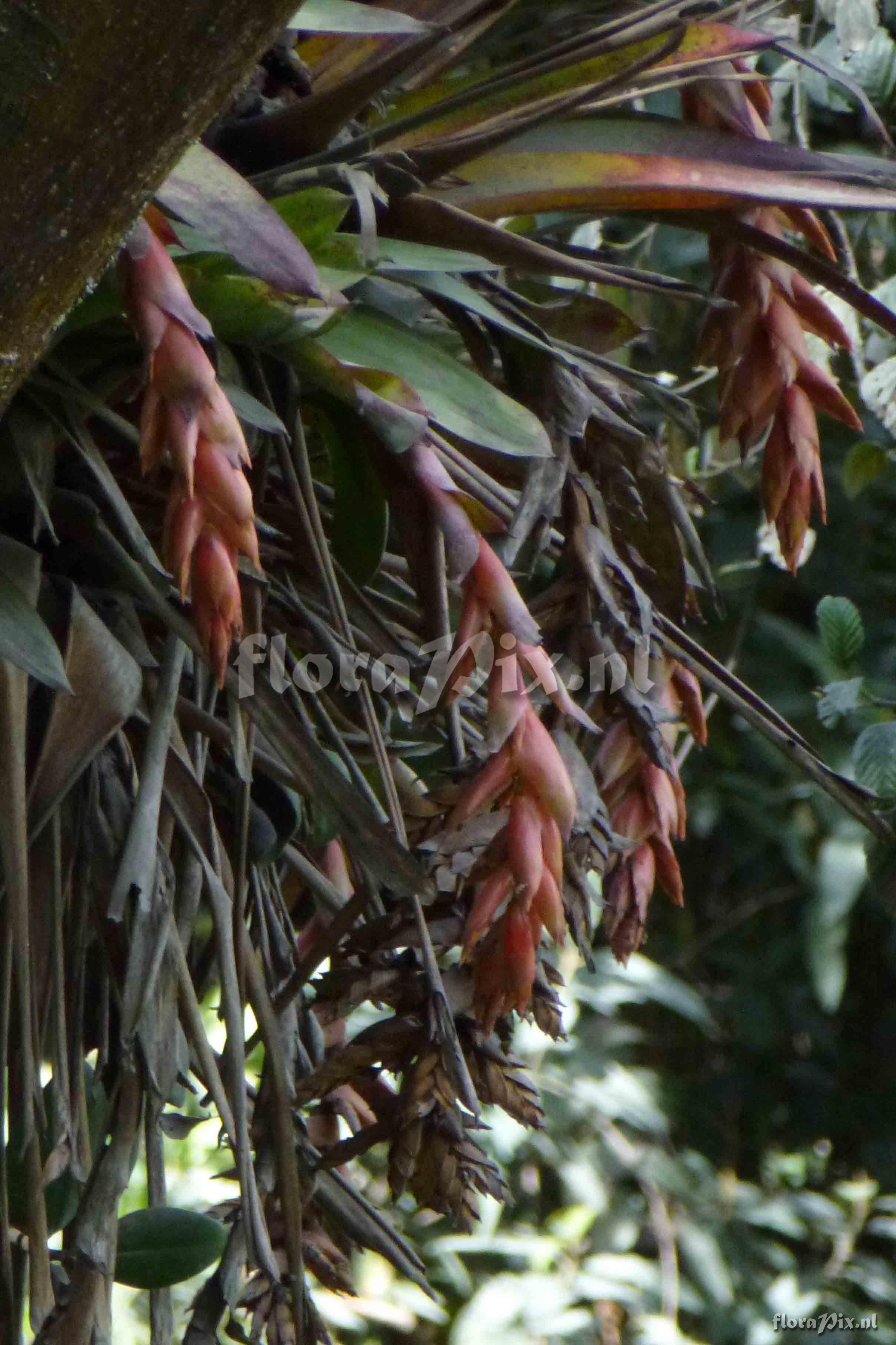 Tillandsia cf carrierei