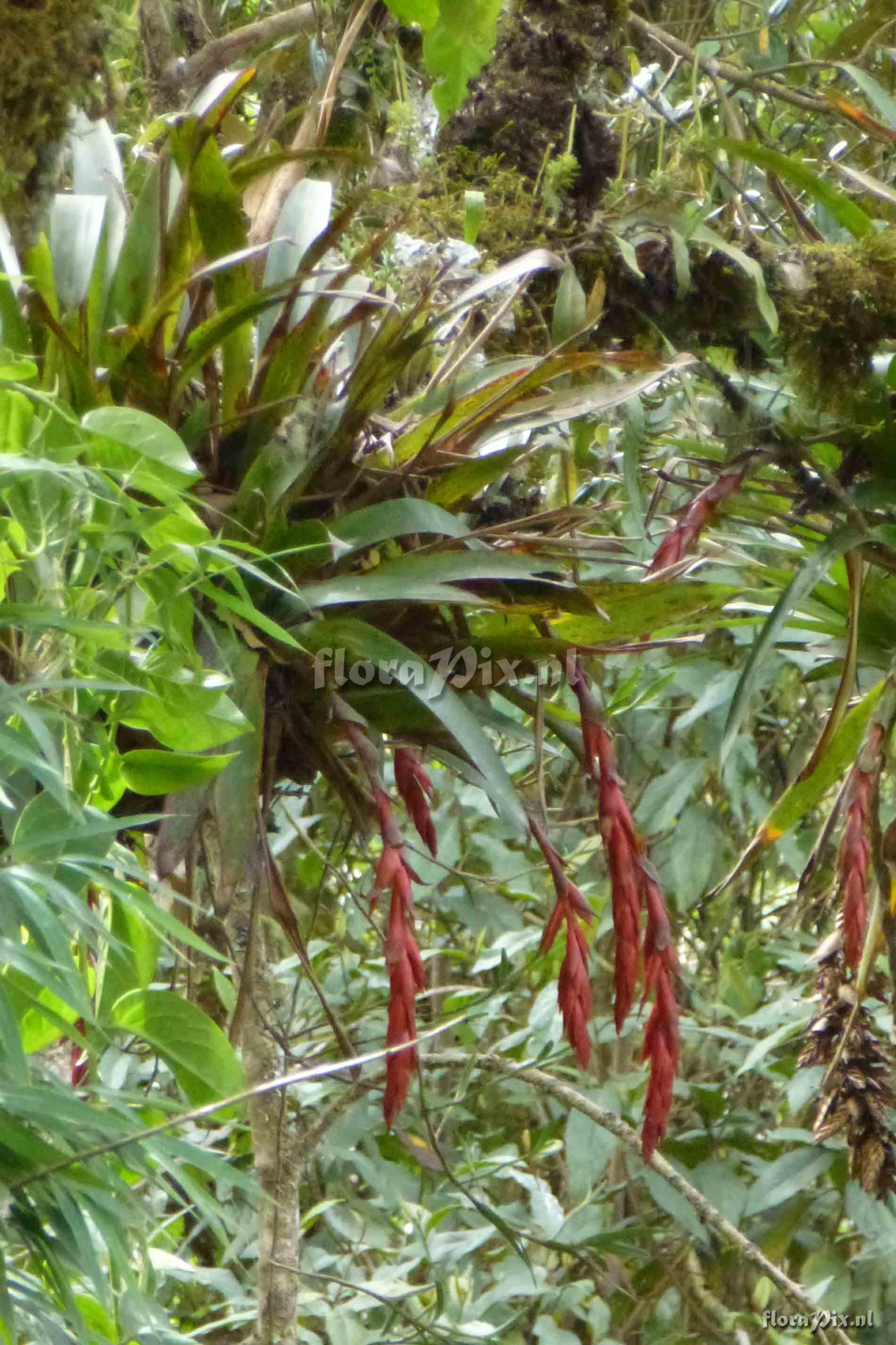 Tillandsia cf carrierei