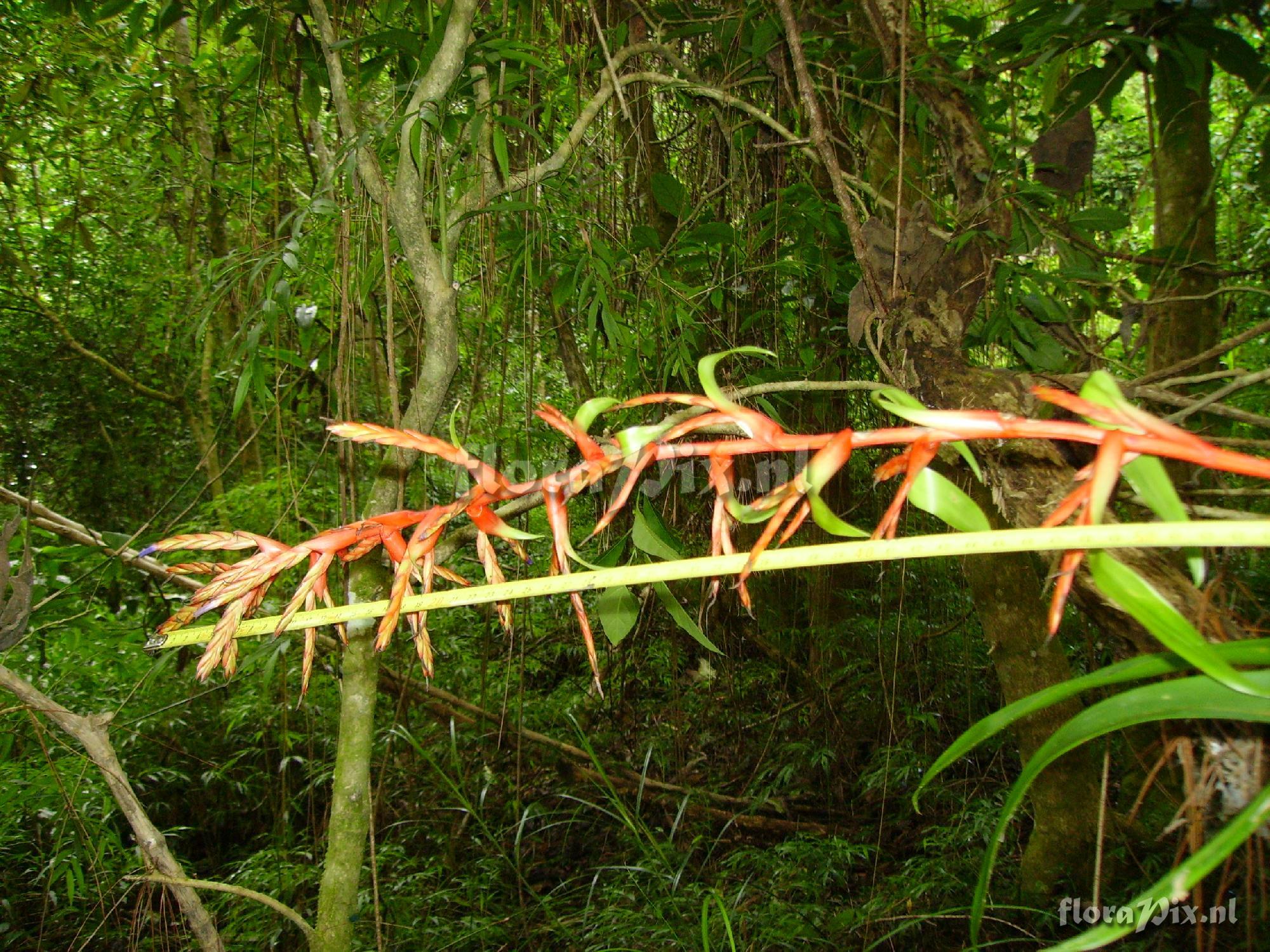 Tillandsia guatemalensis 