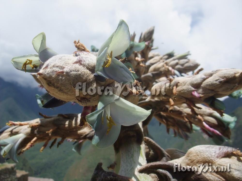 Puya weberbaueri