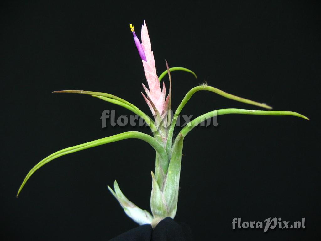 Tillandsia paucifolia