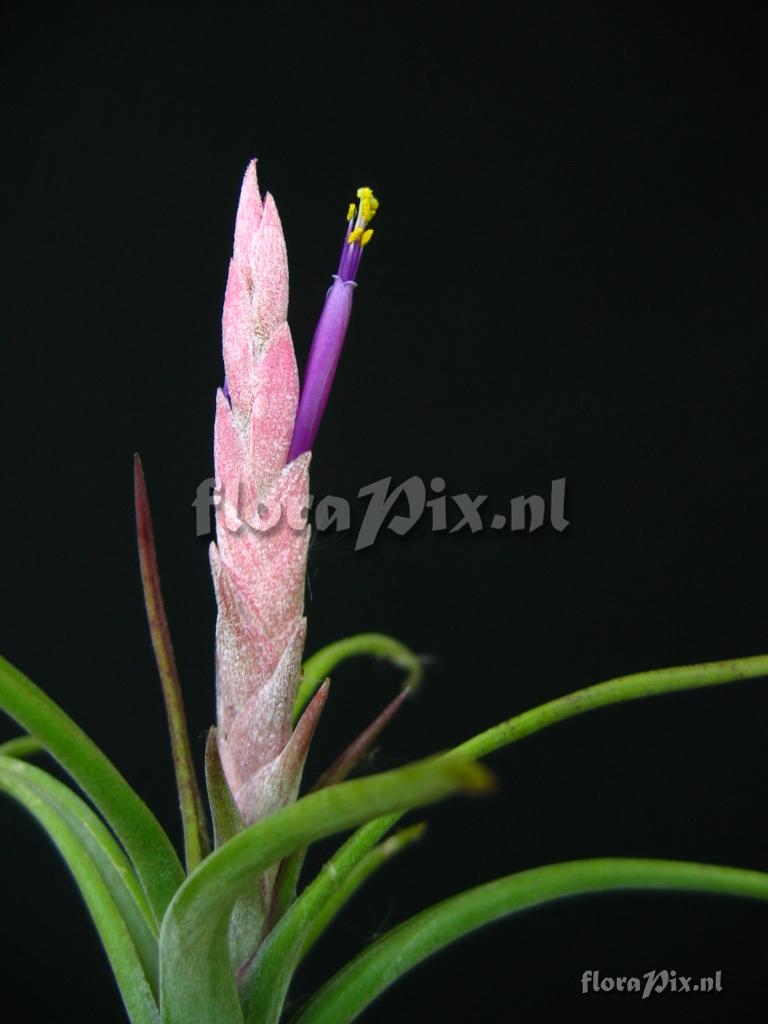 Tillandsia paucifolia