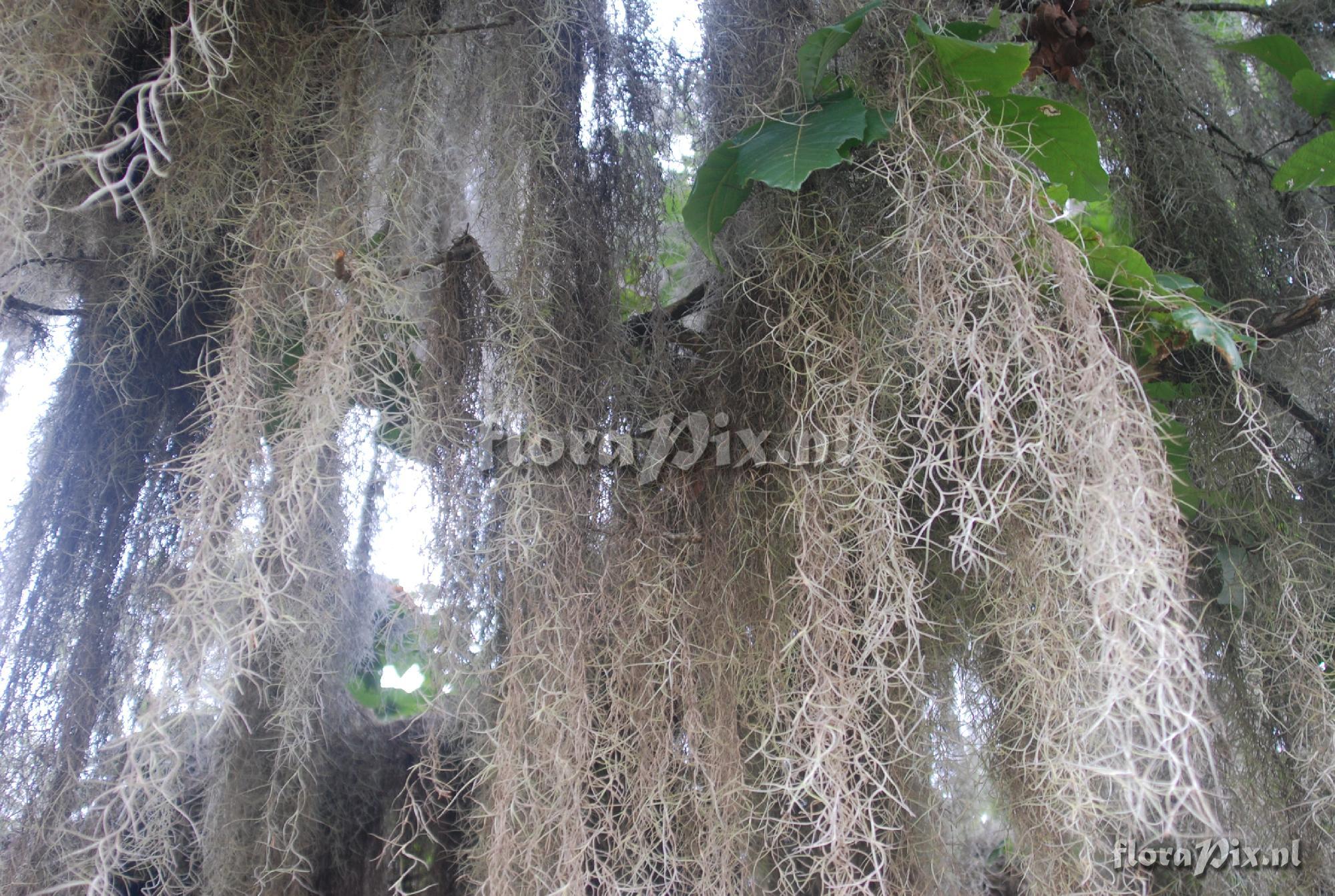 Tillandsia usneoides