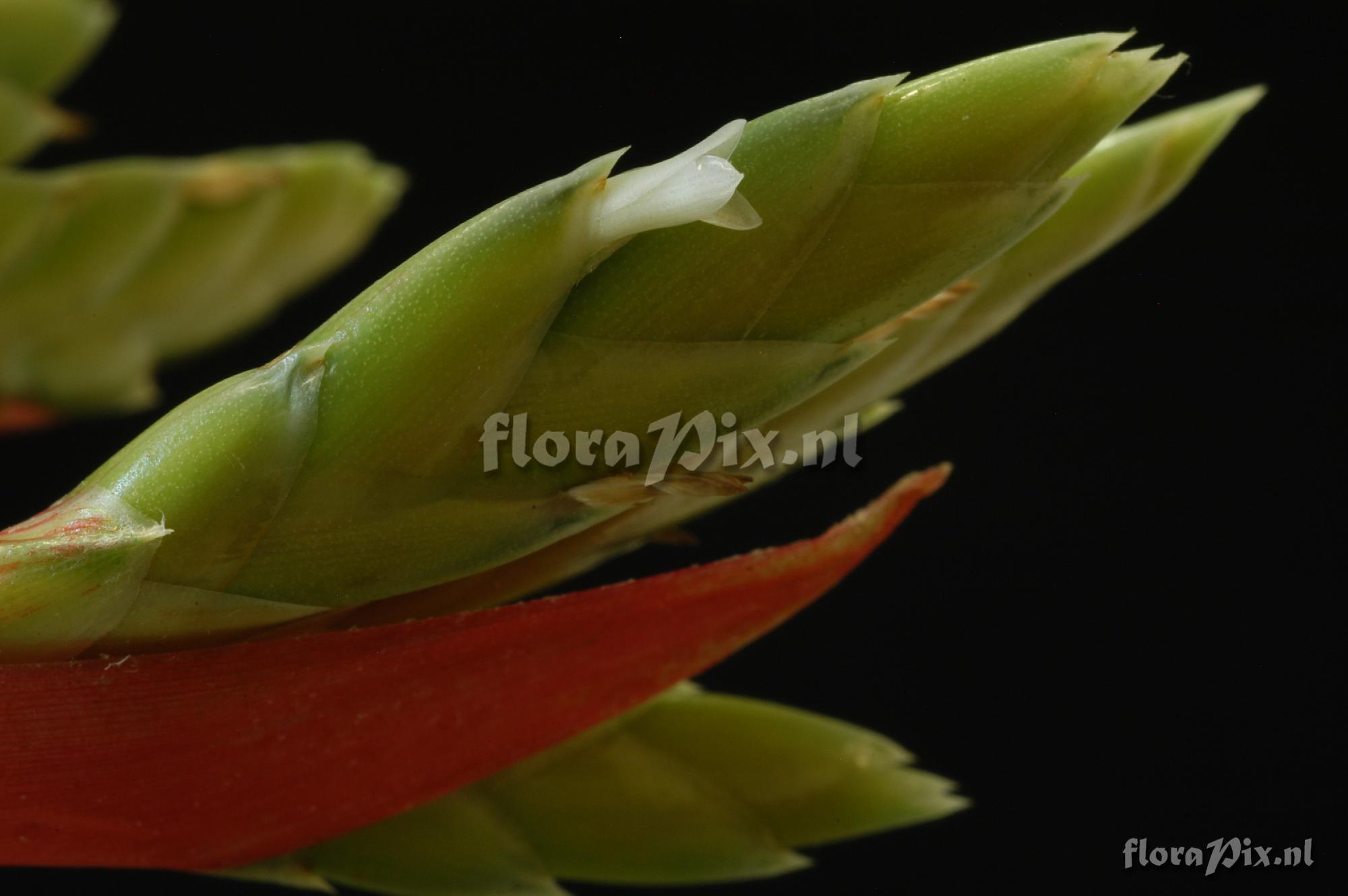 Aechmea dactylina