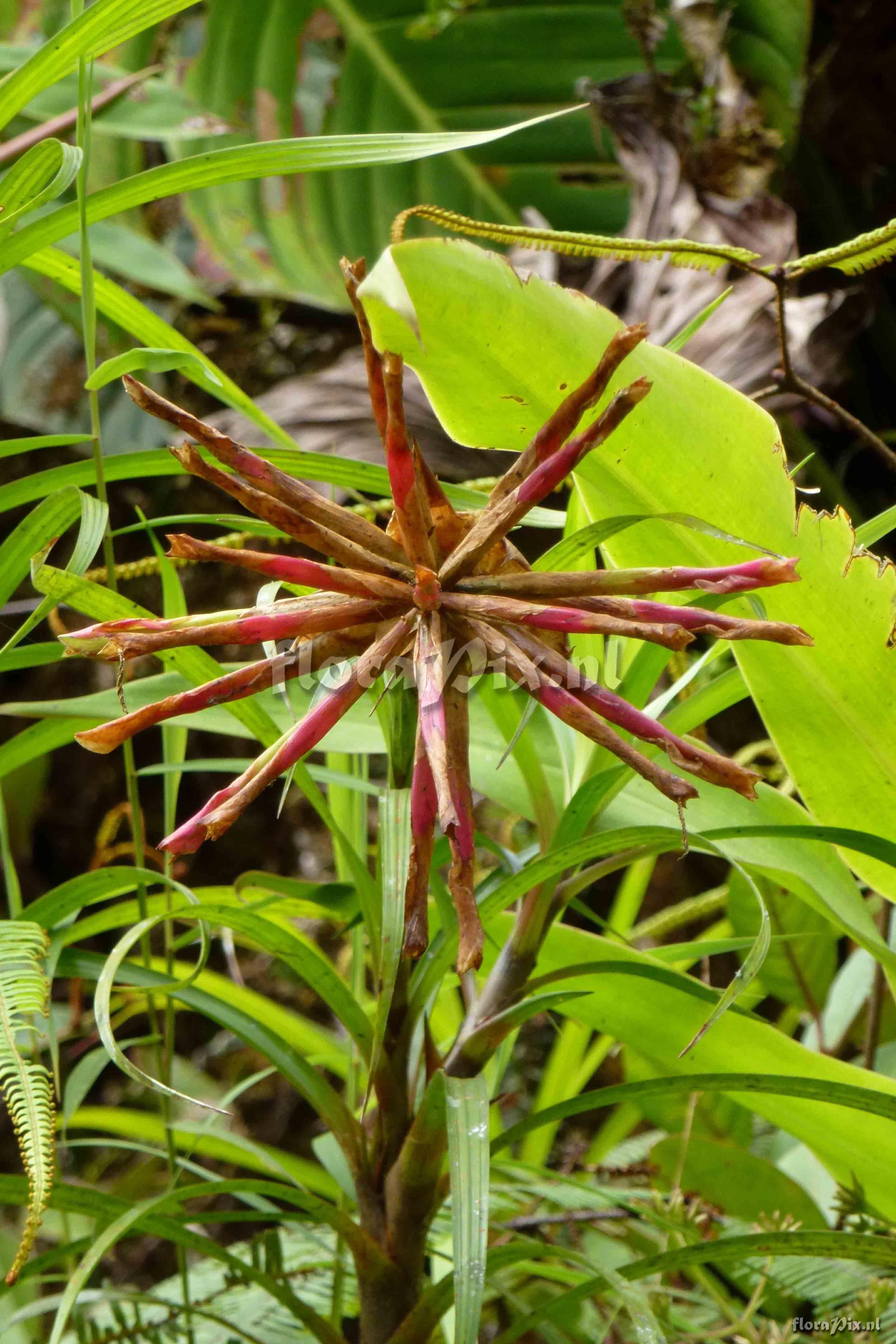 Guzmania caricifolia ?