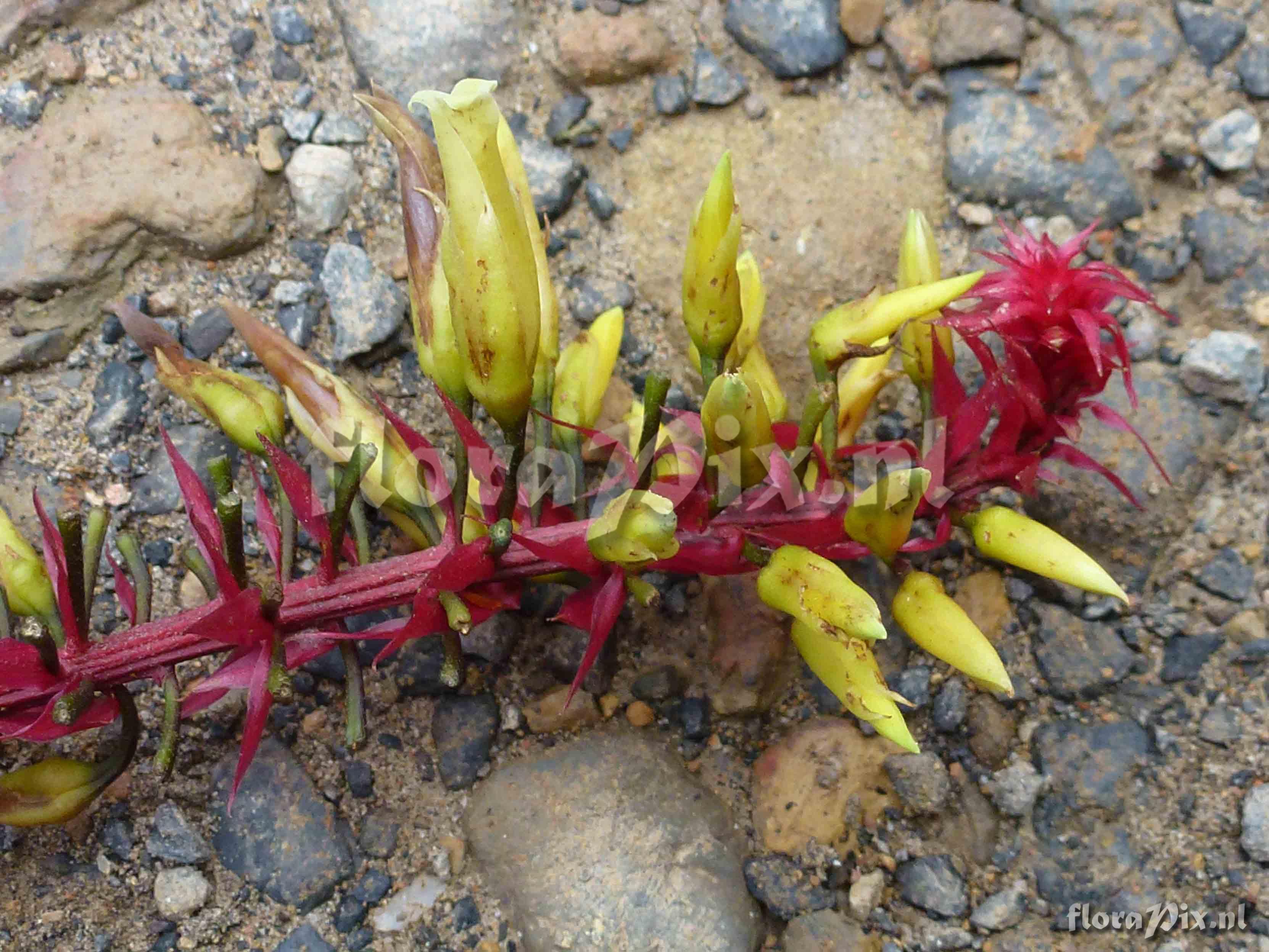 Pitcairnia bicolor