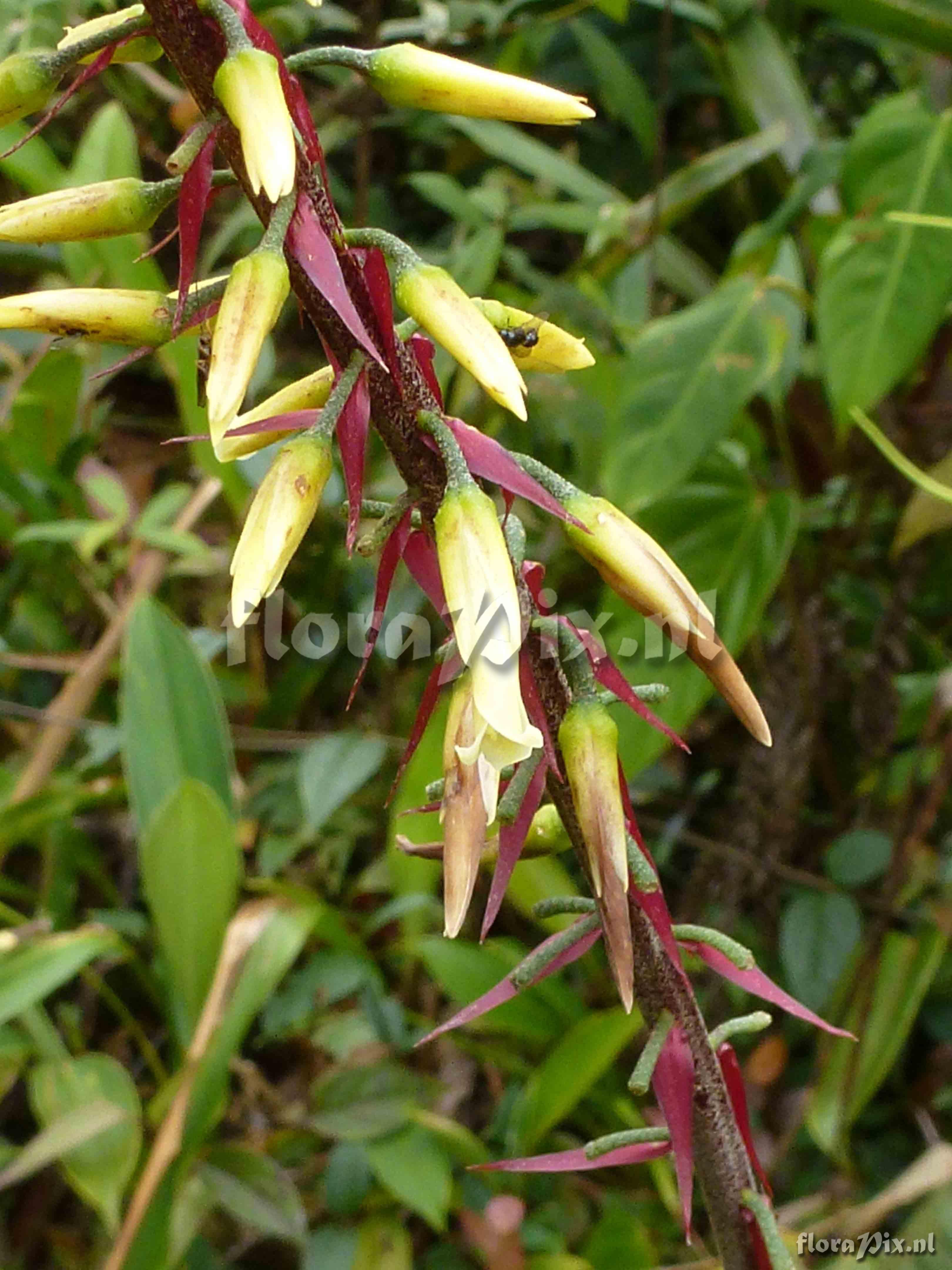 Pitcairnia bicolor