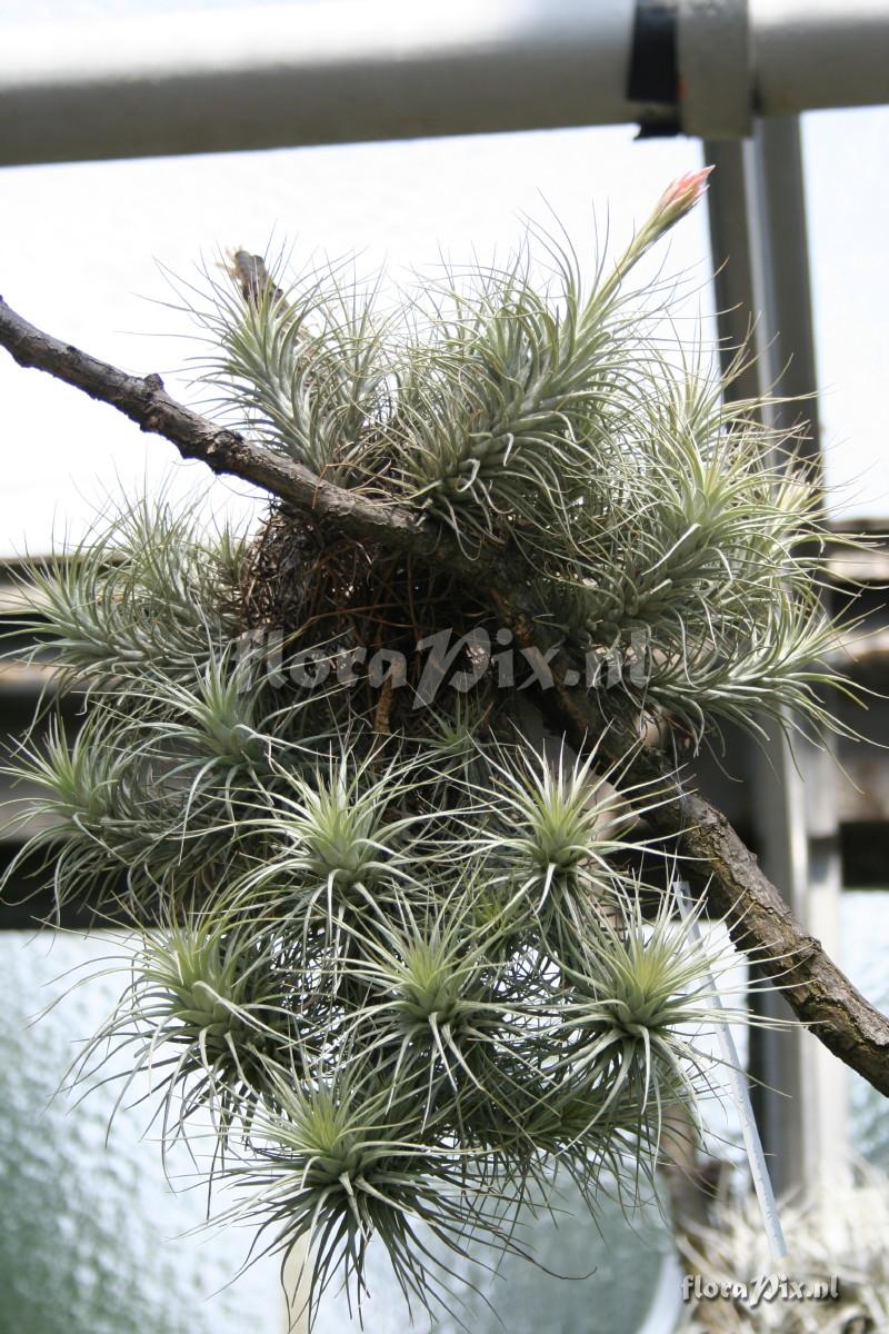 Tillandsia heteromorpha