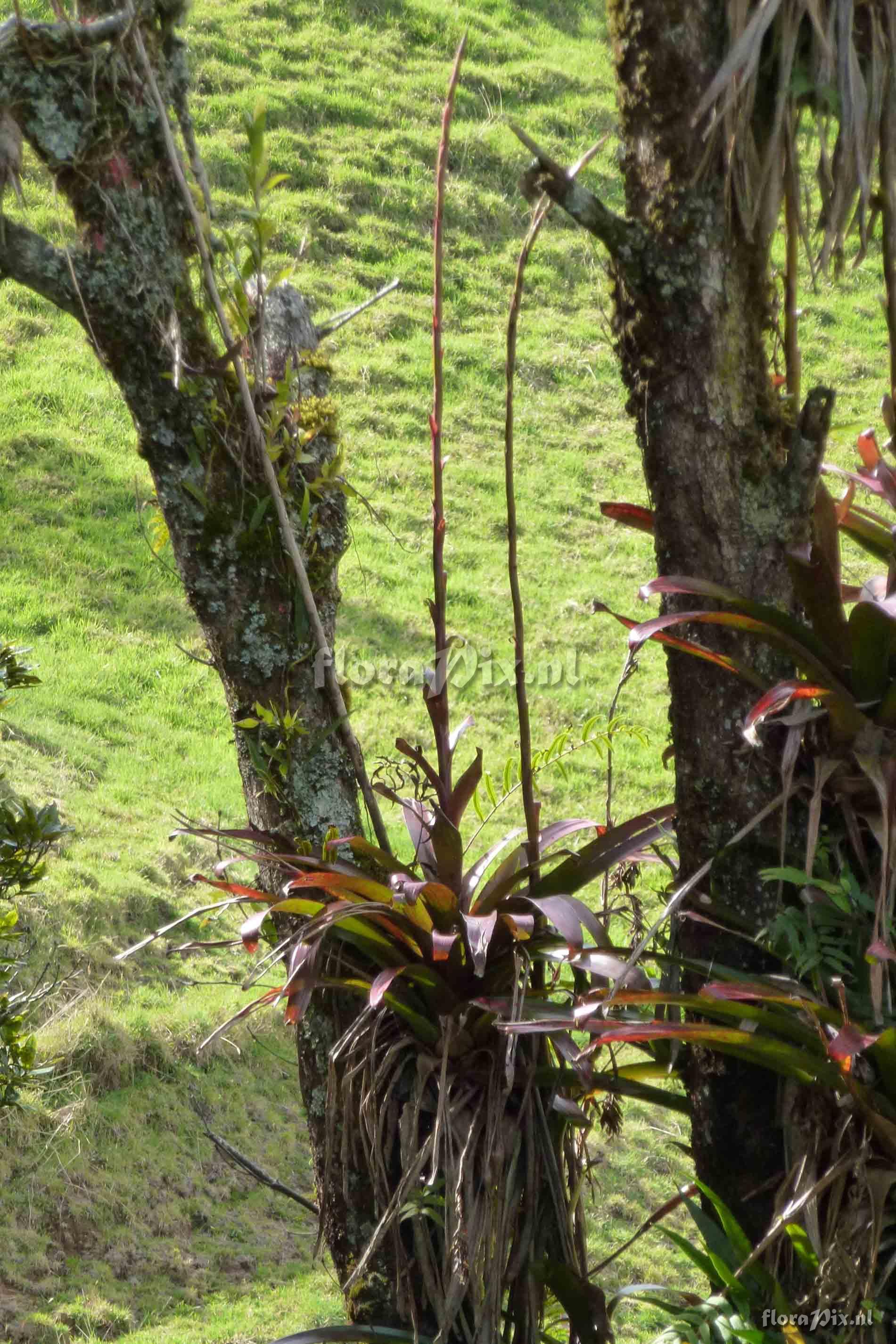 Tillandsia somnians