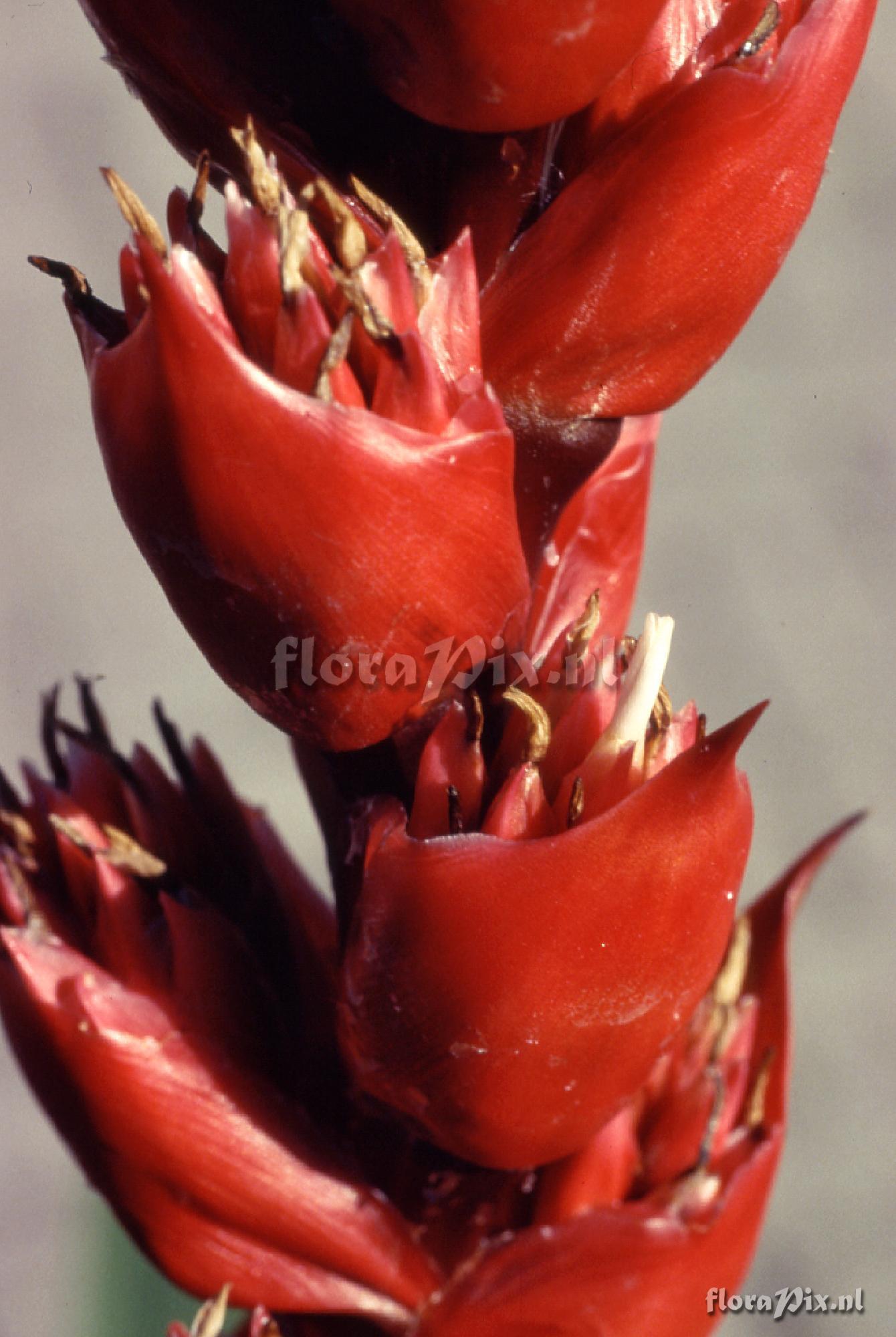 Mezobromelia capituligera