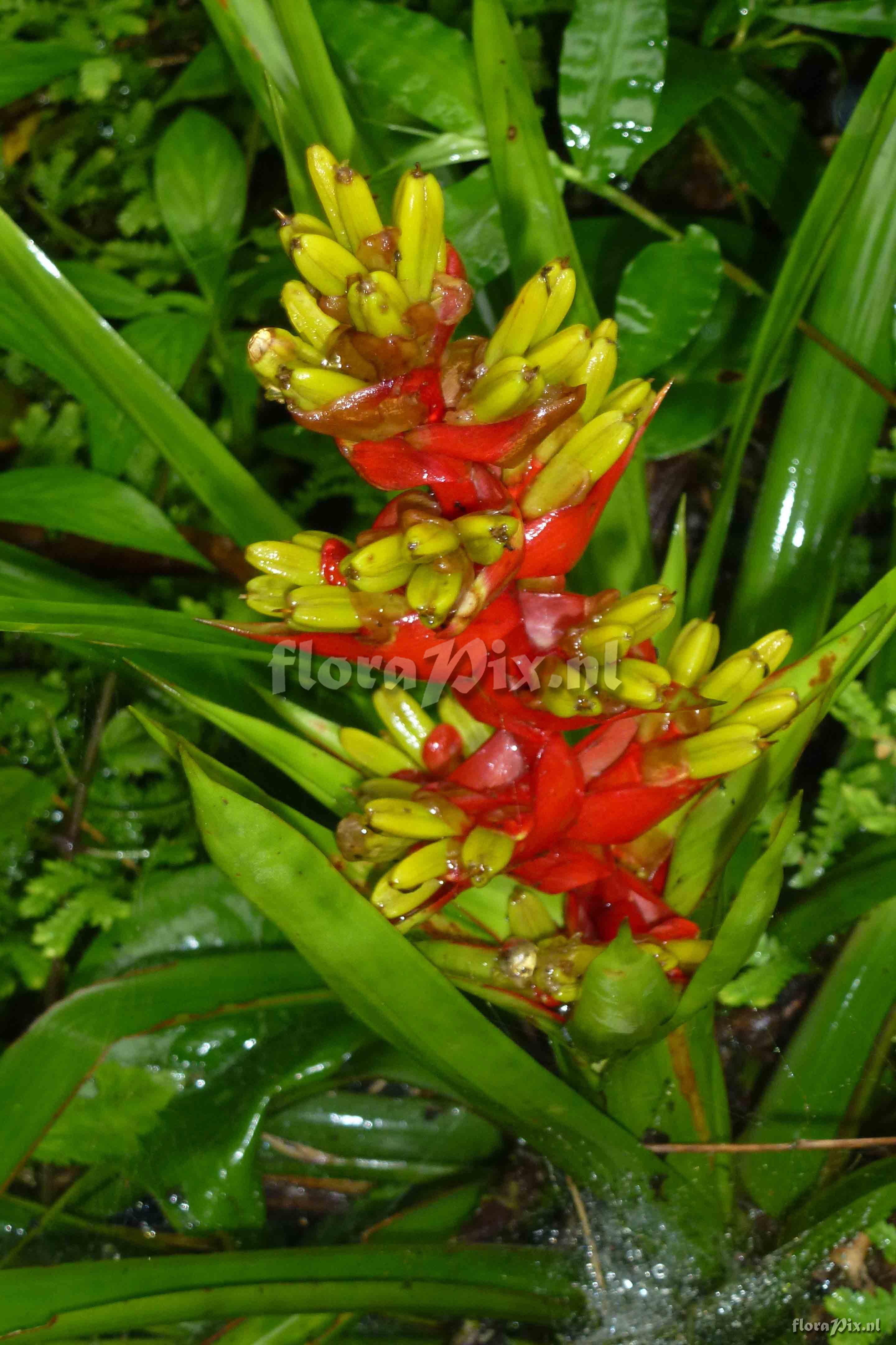 Guzmania donnellsmithii