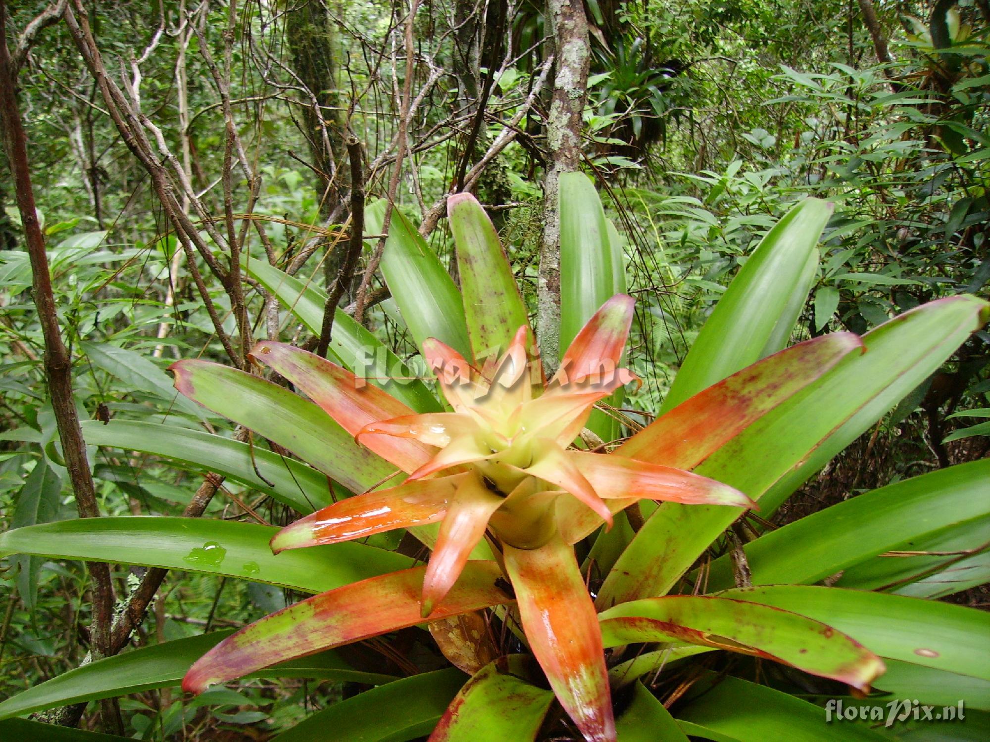 Tillandsia candelifera