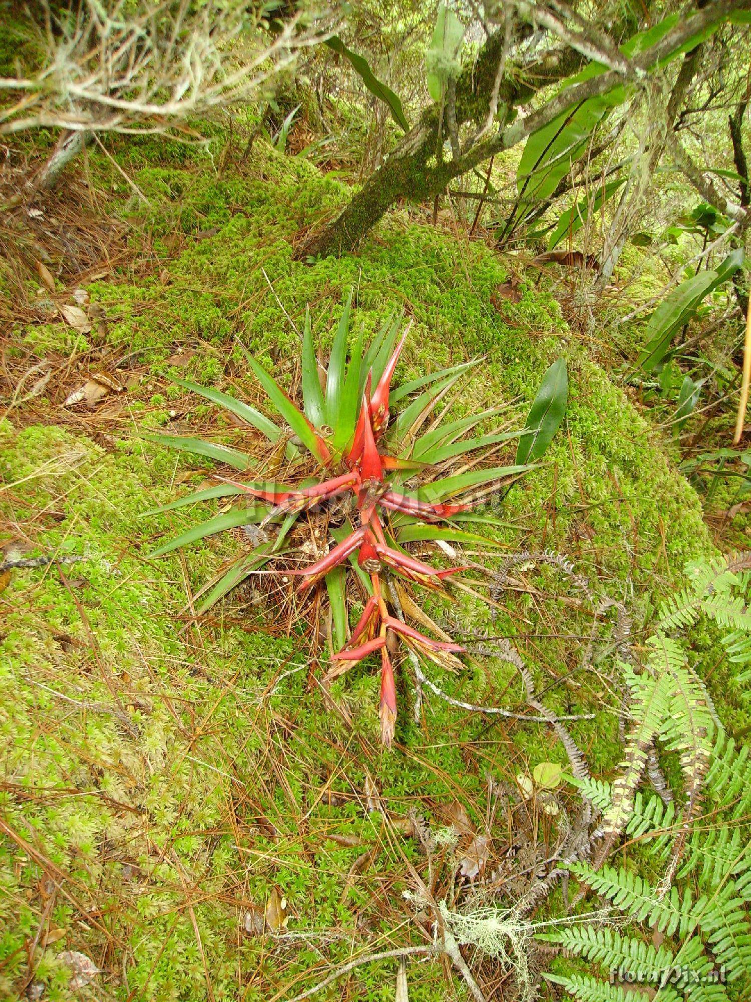 Tillandsia orogenes